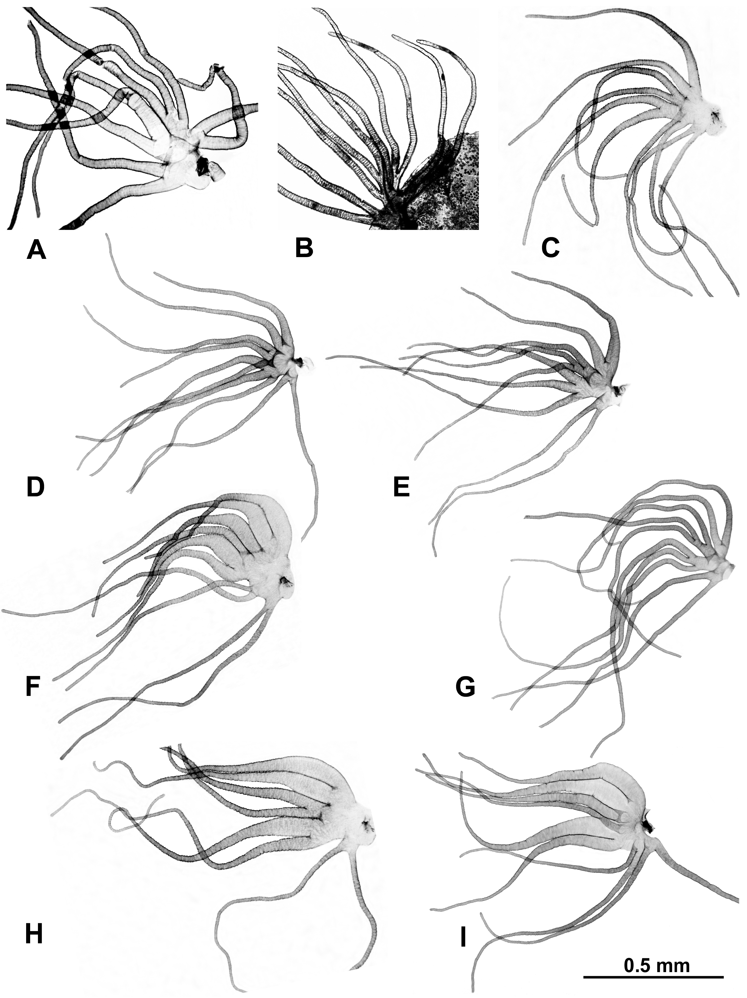 Insects 16 00511 g002 Insects 16 00511 g002