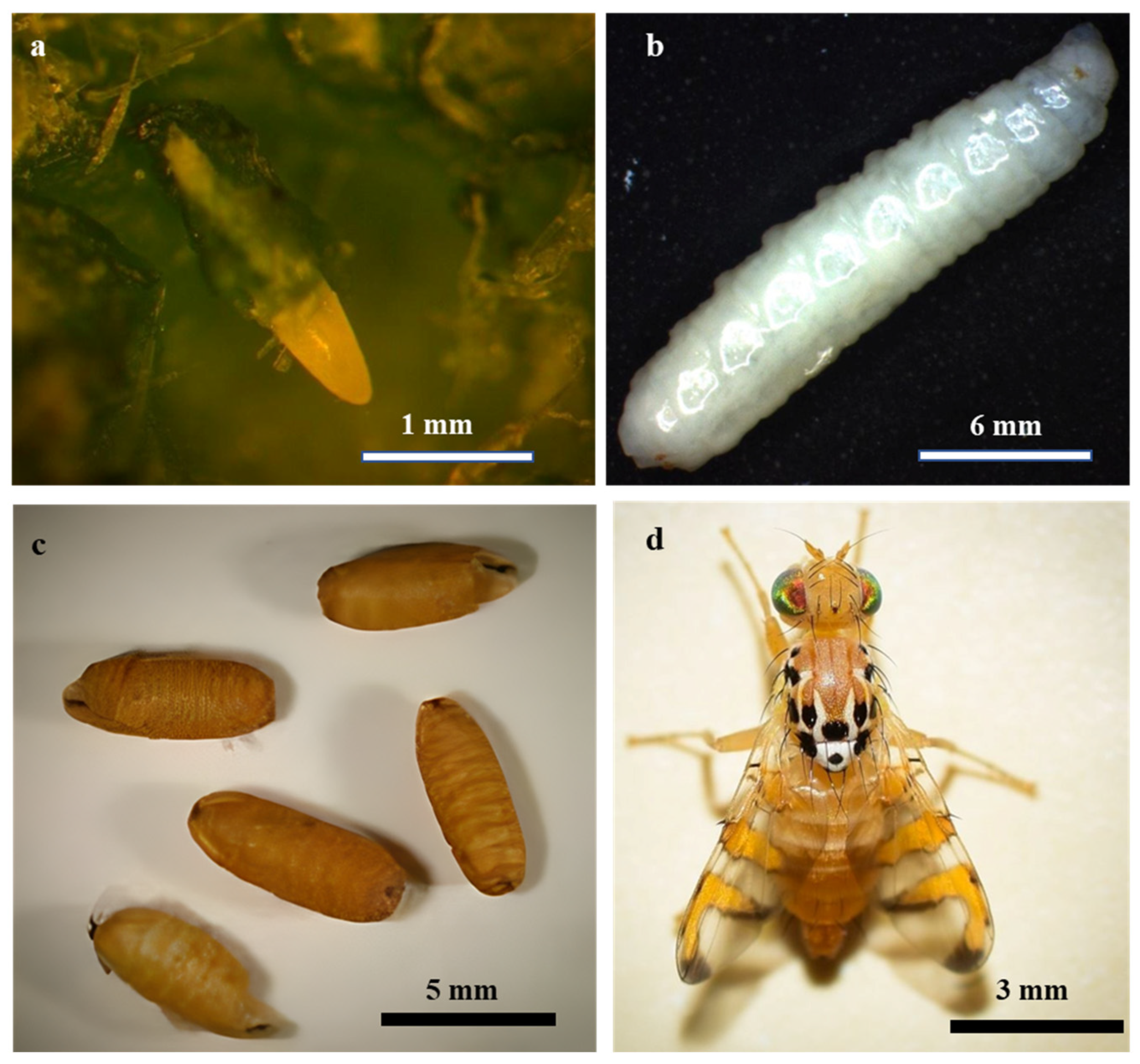 Insects 16 00514 g001