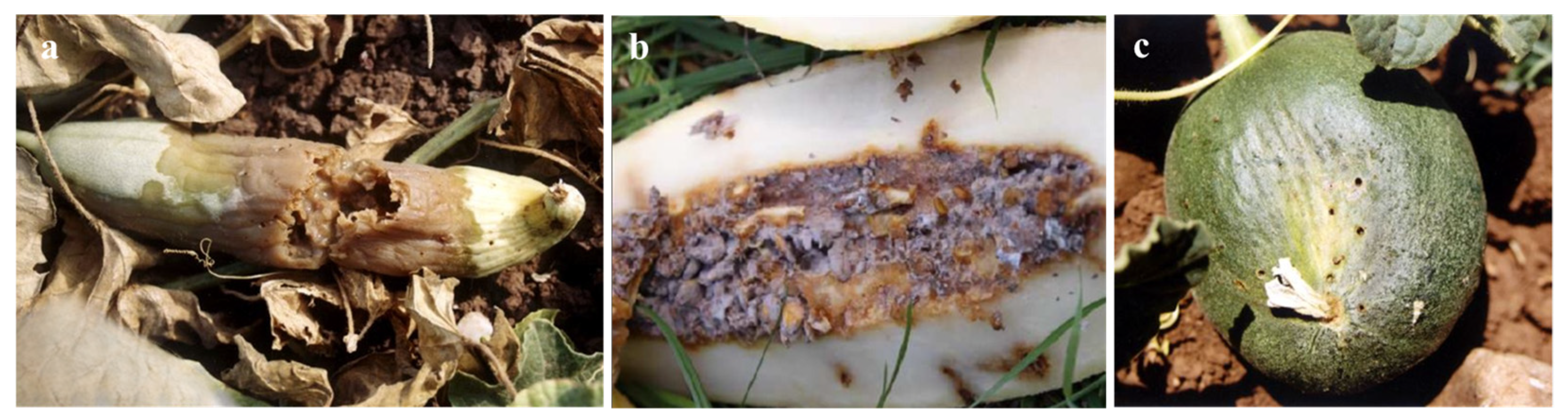 Insects 16 00514 g003