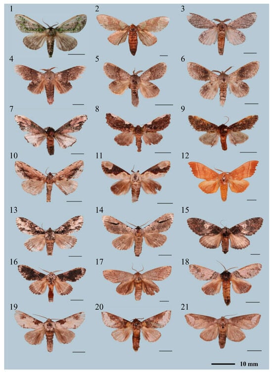 Insects 16 00526 g0a1