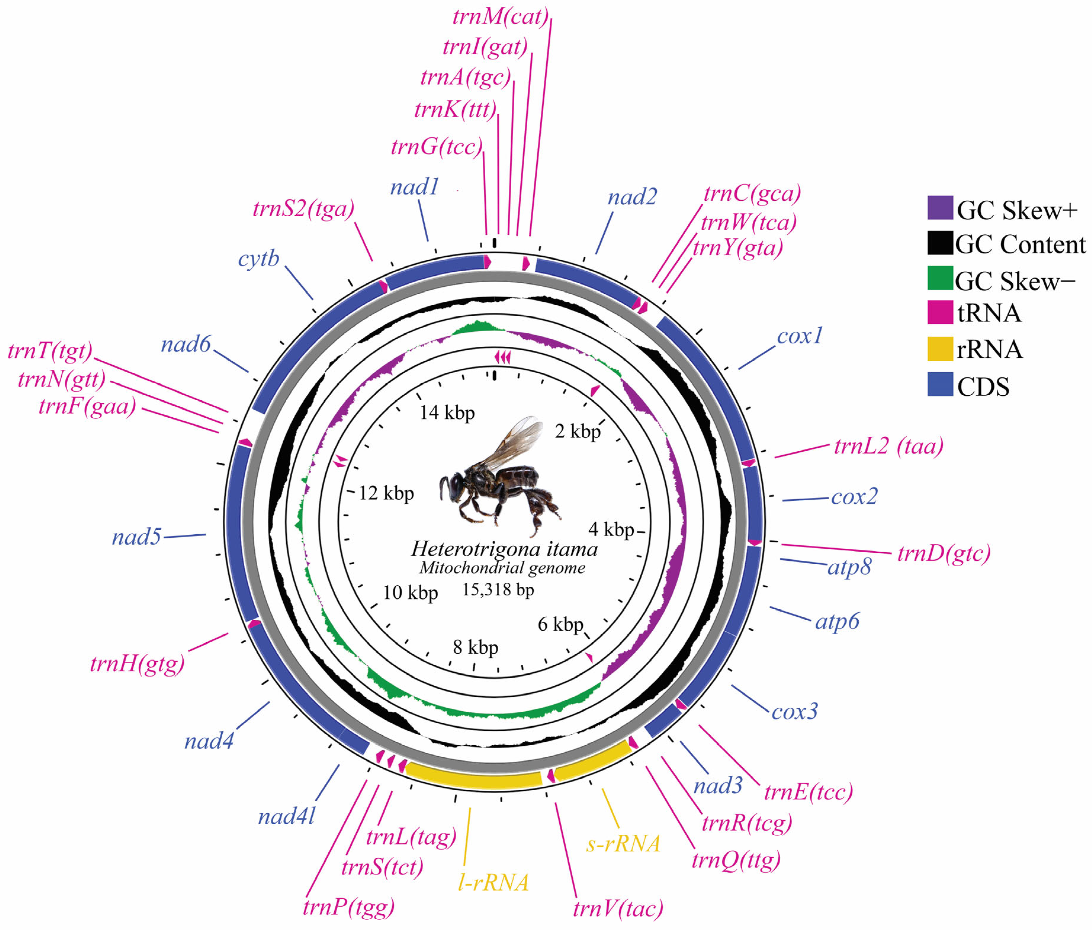 Insects 16 00535 g001