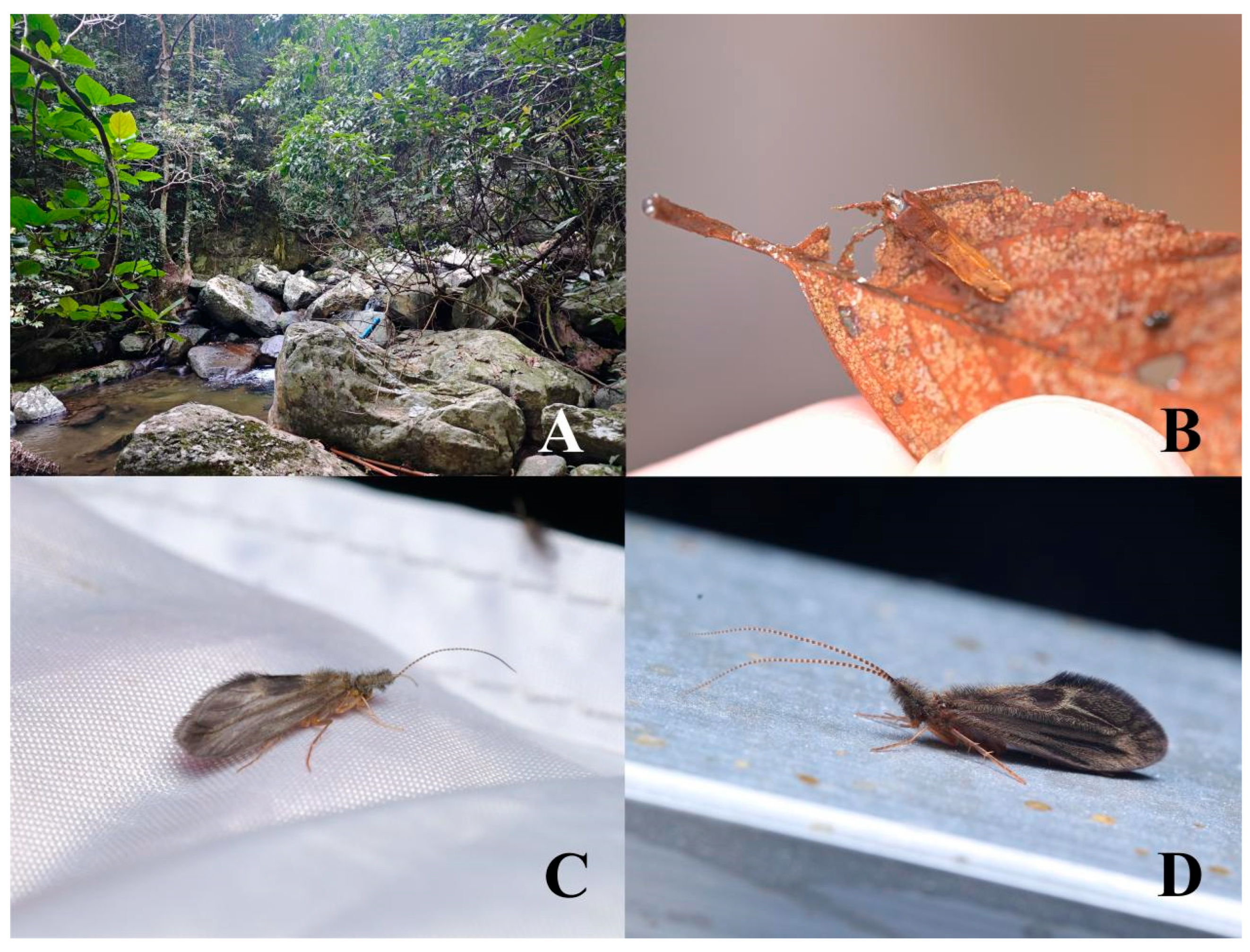 Insects 16 00536 g001