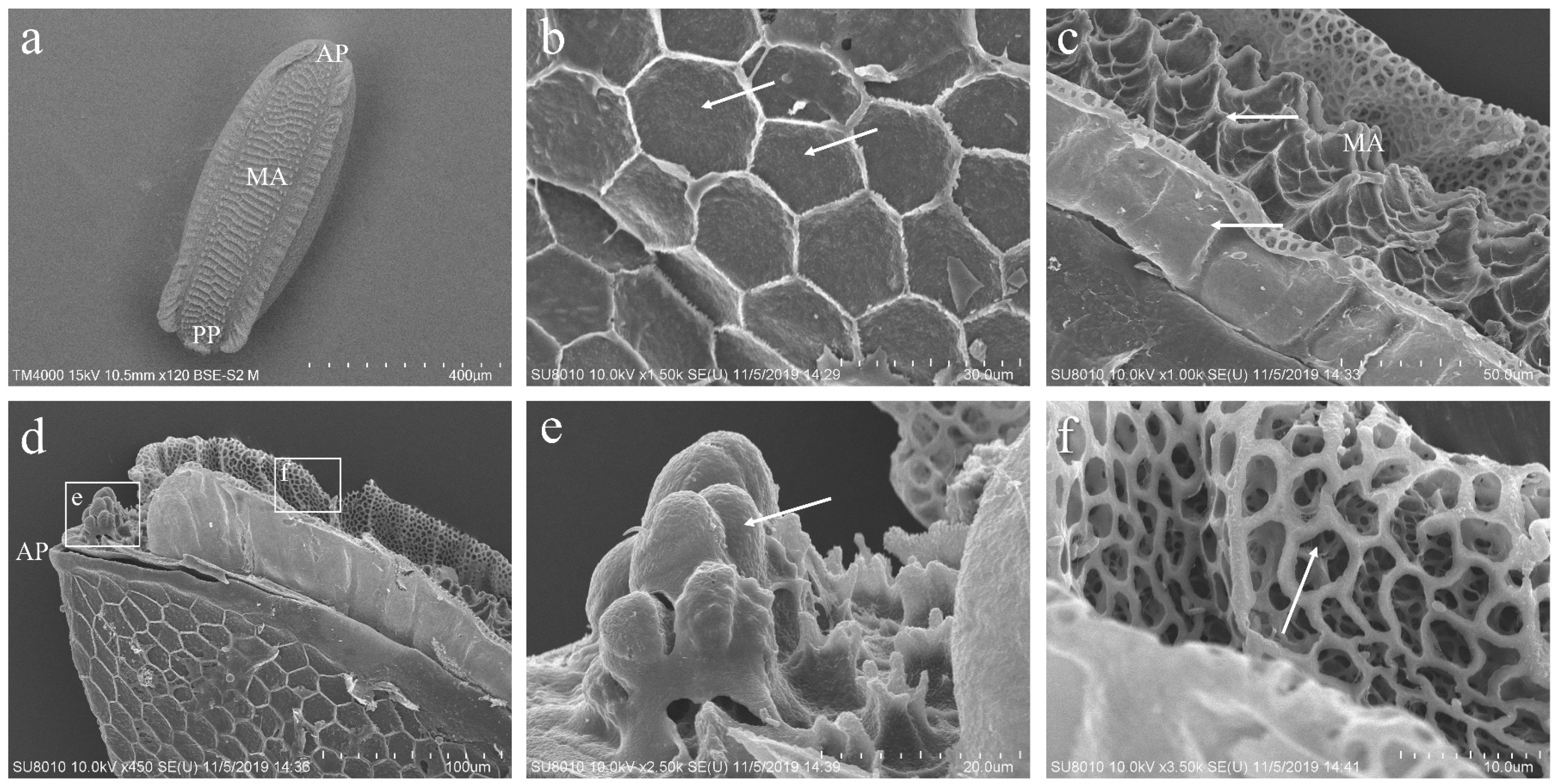 Insects 16 00539 g001