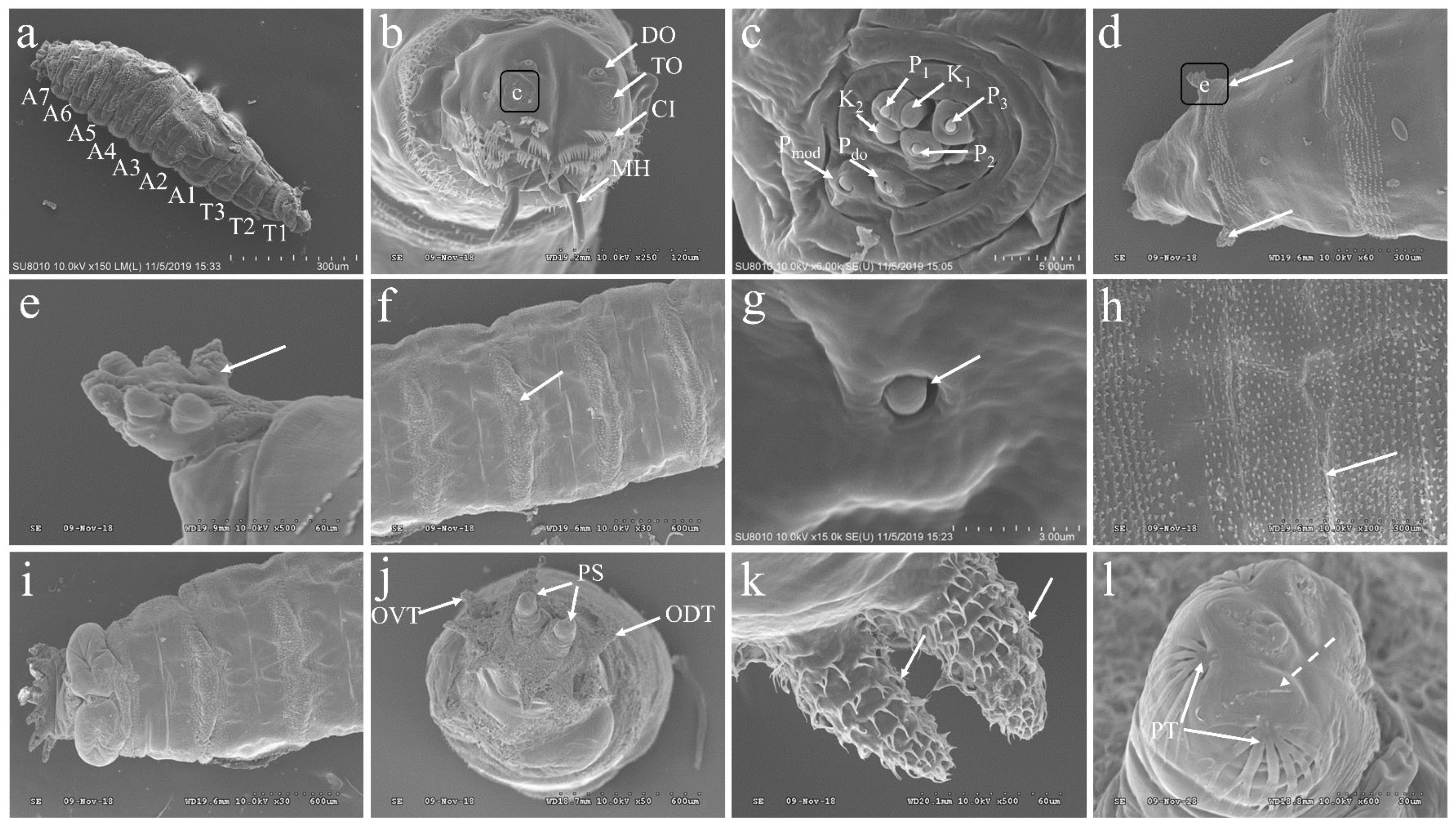 Insects 16 00539 g002
