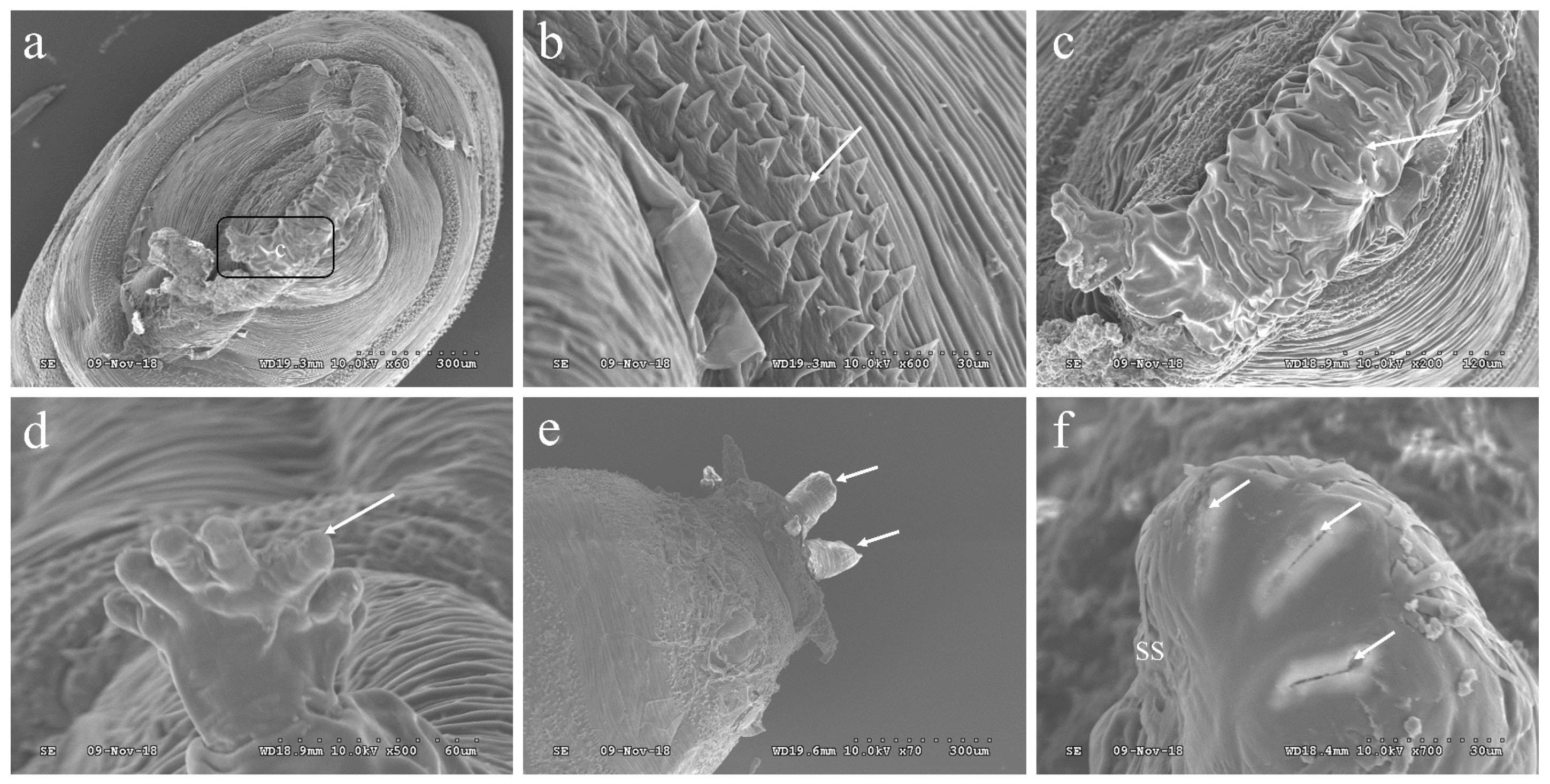 Insects 16 00539 g003