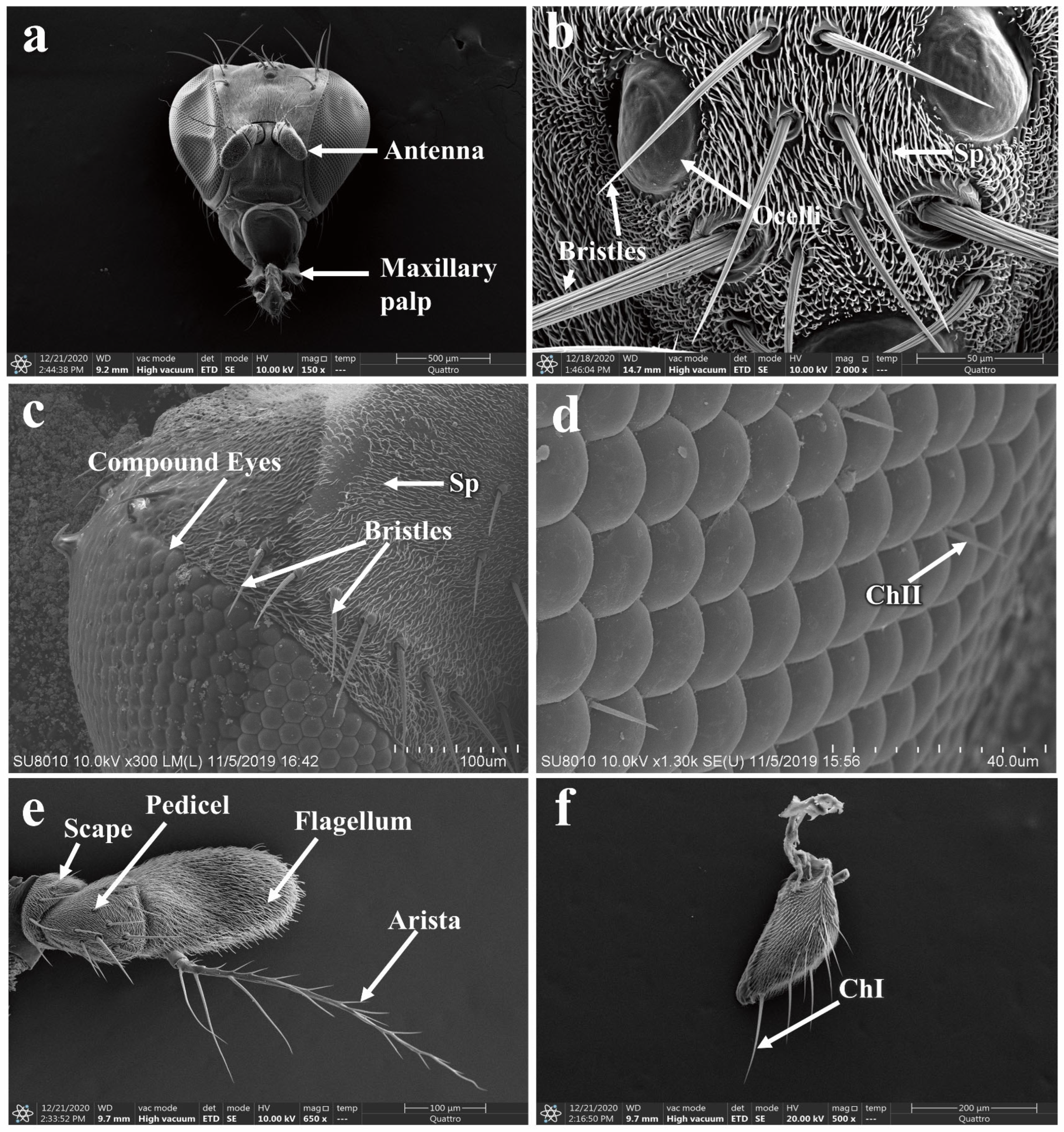 Insects 16 00539 g004
