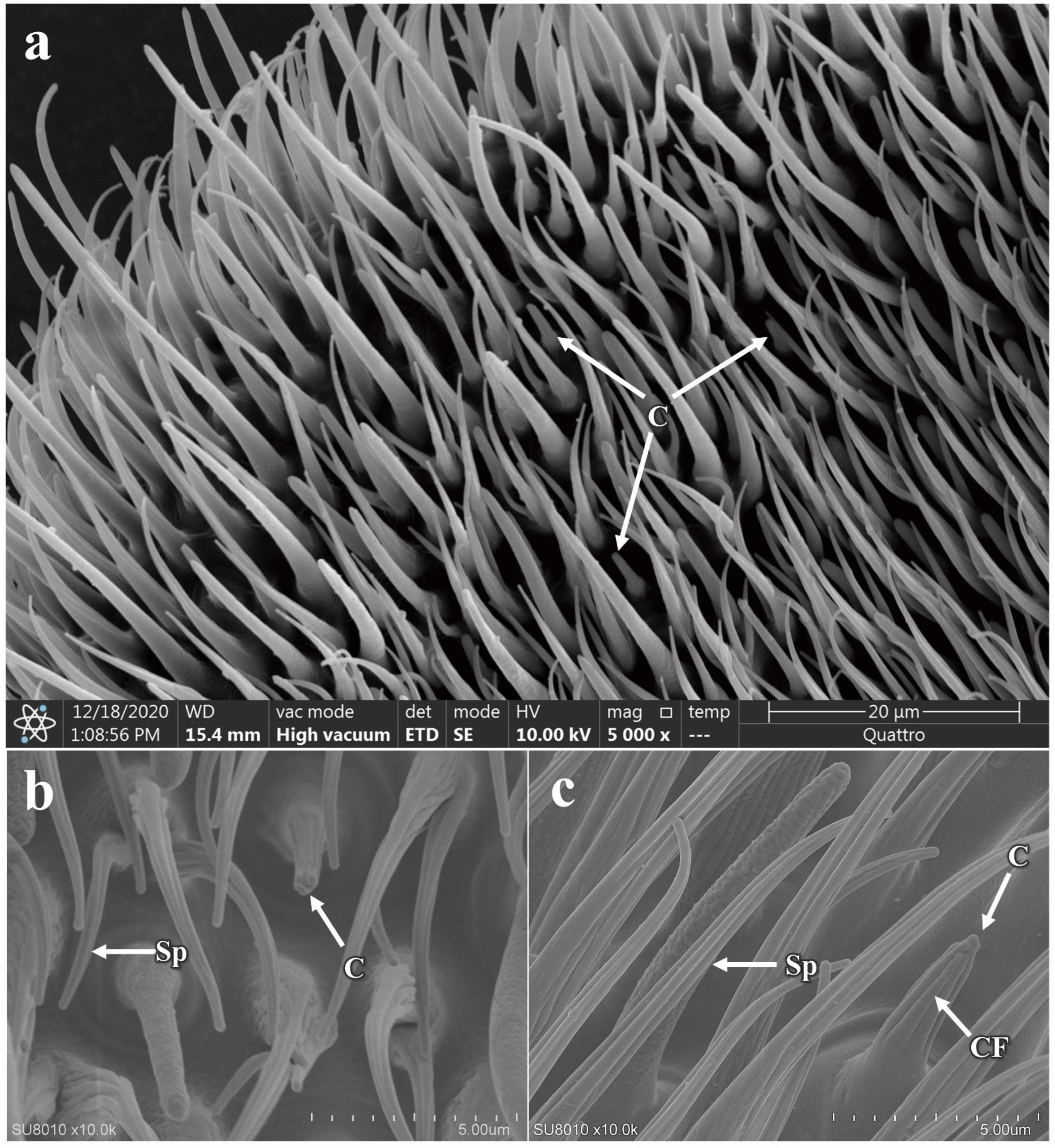 Insects 16 00539 g006