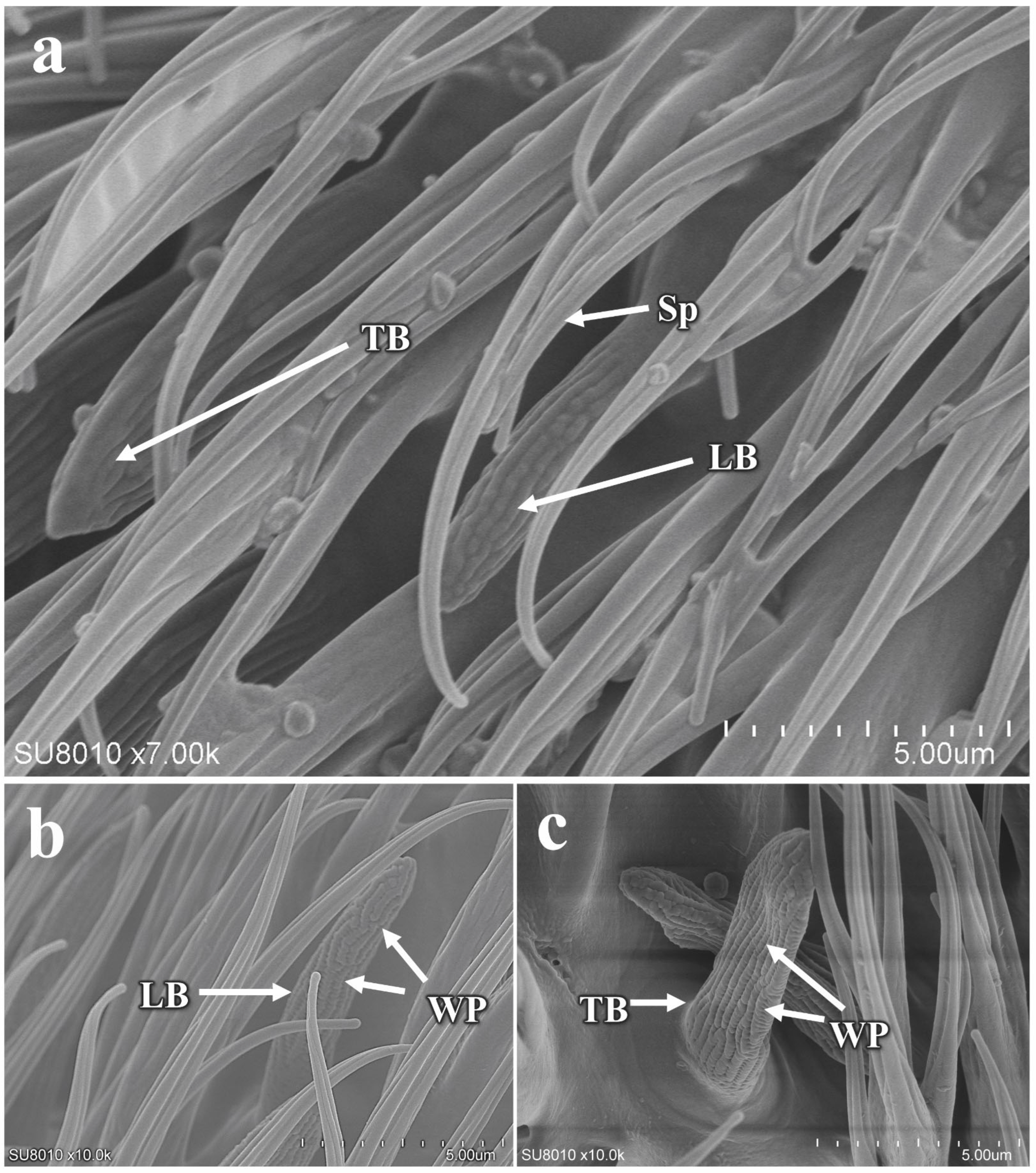 Insects 16 00539 g007