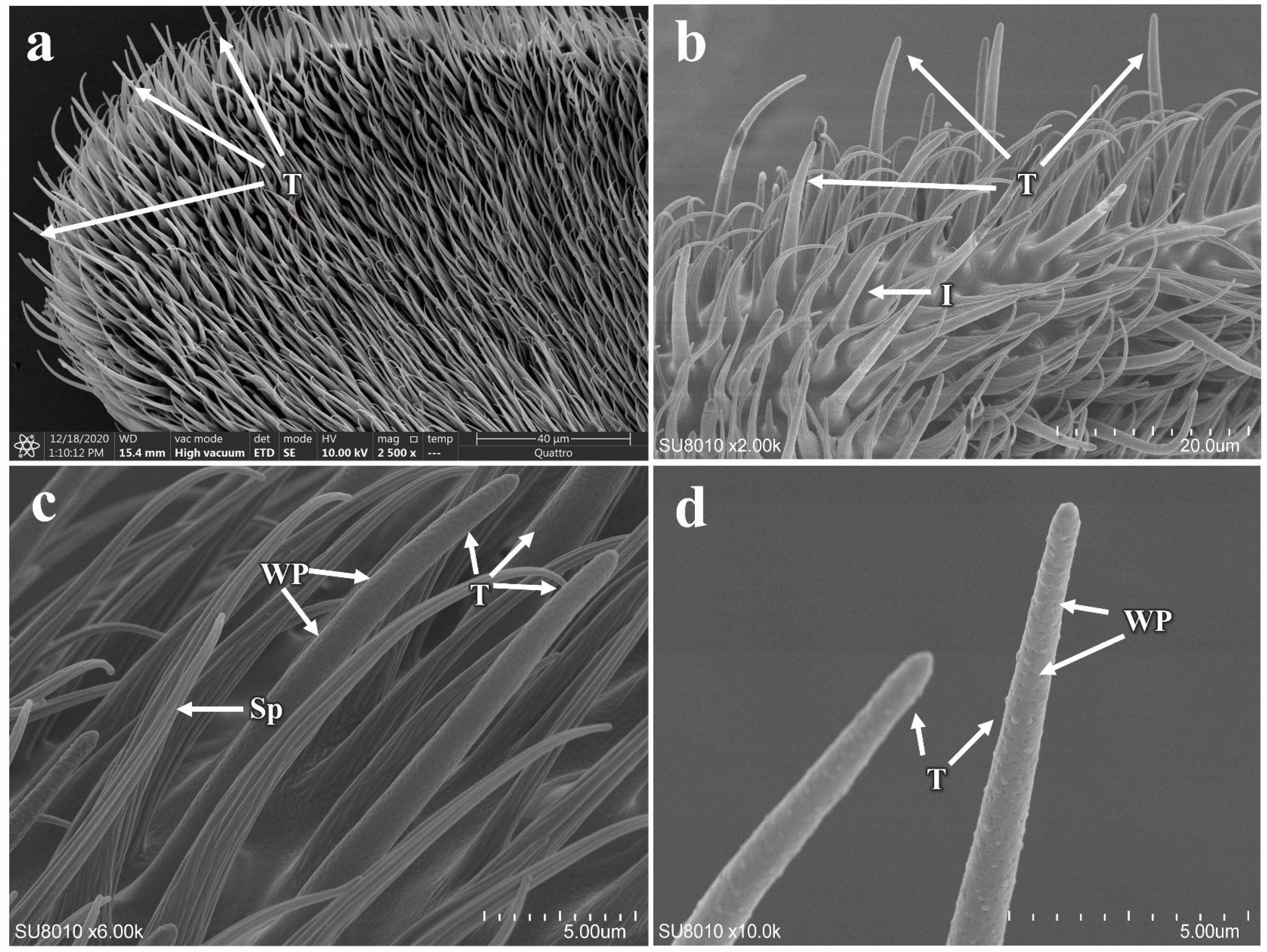 Insects 16 00539 g008