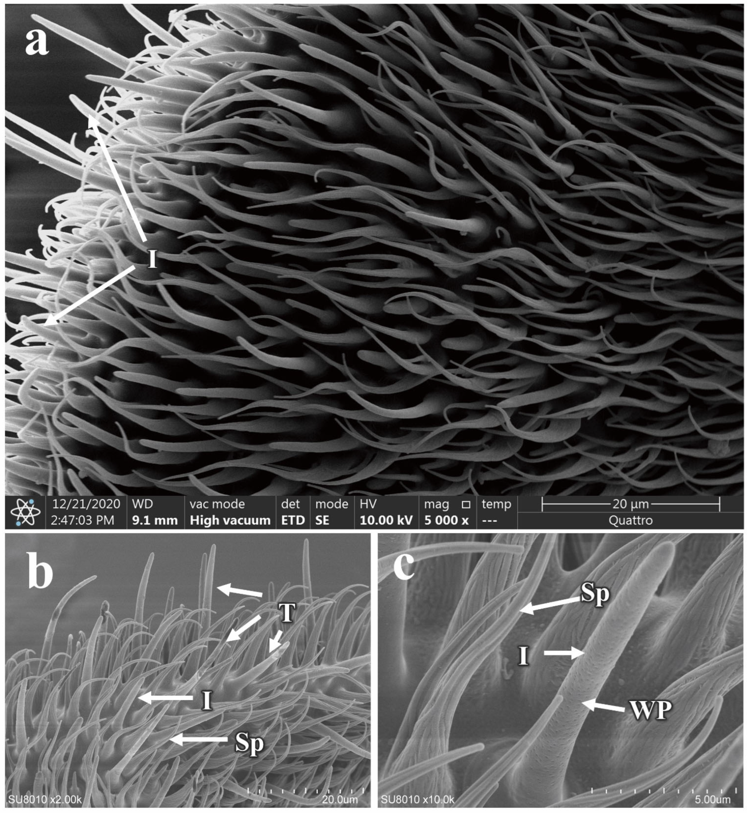 Insects 16 00539 g009