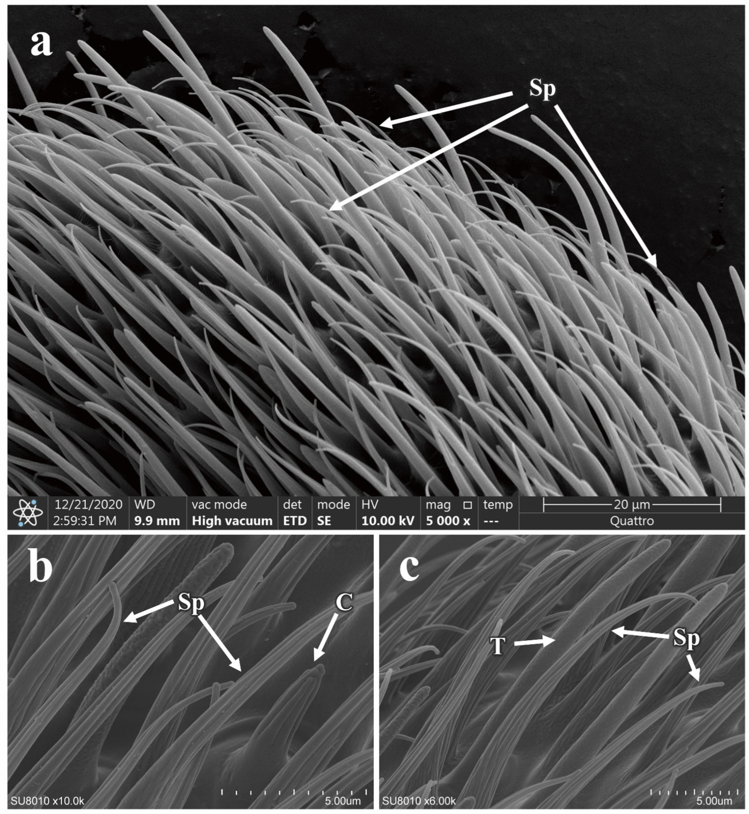 Insects 16 00539 g010