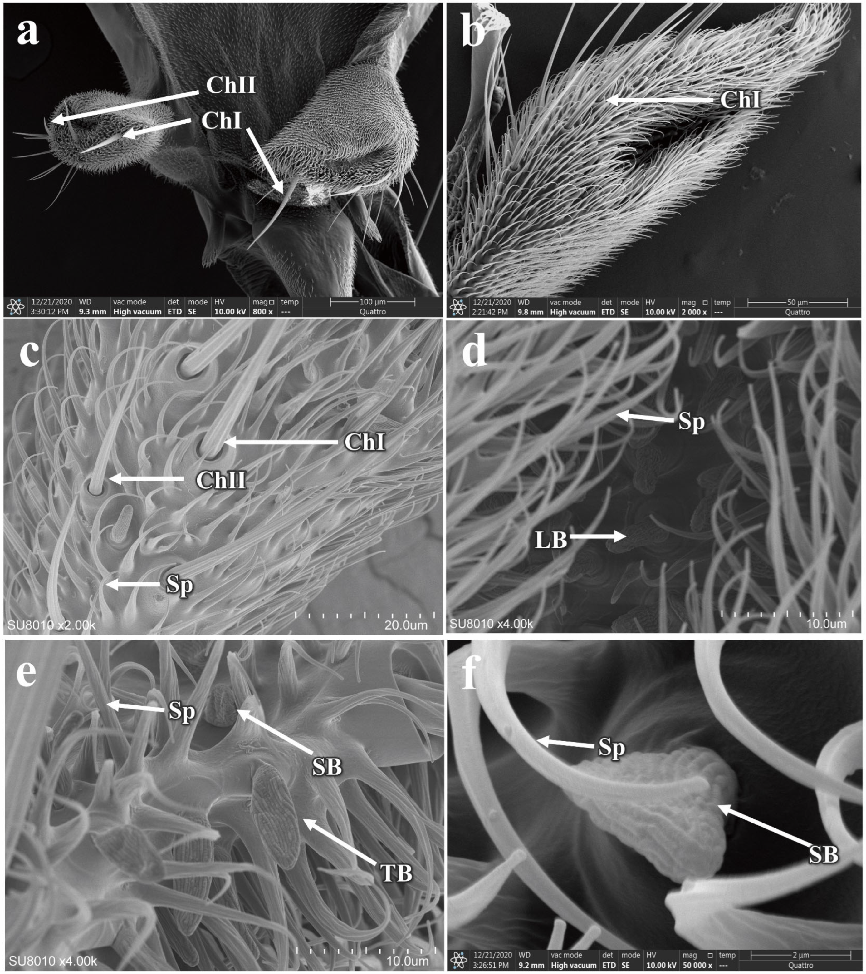 Insects 16 00539 g011