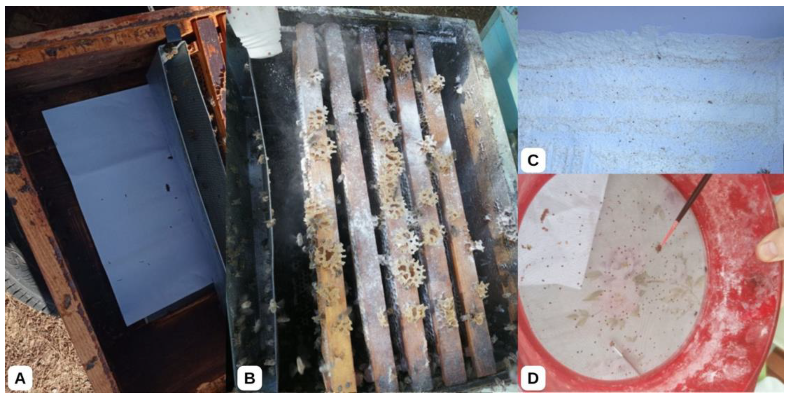 Insects 16 00548 g001