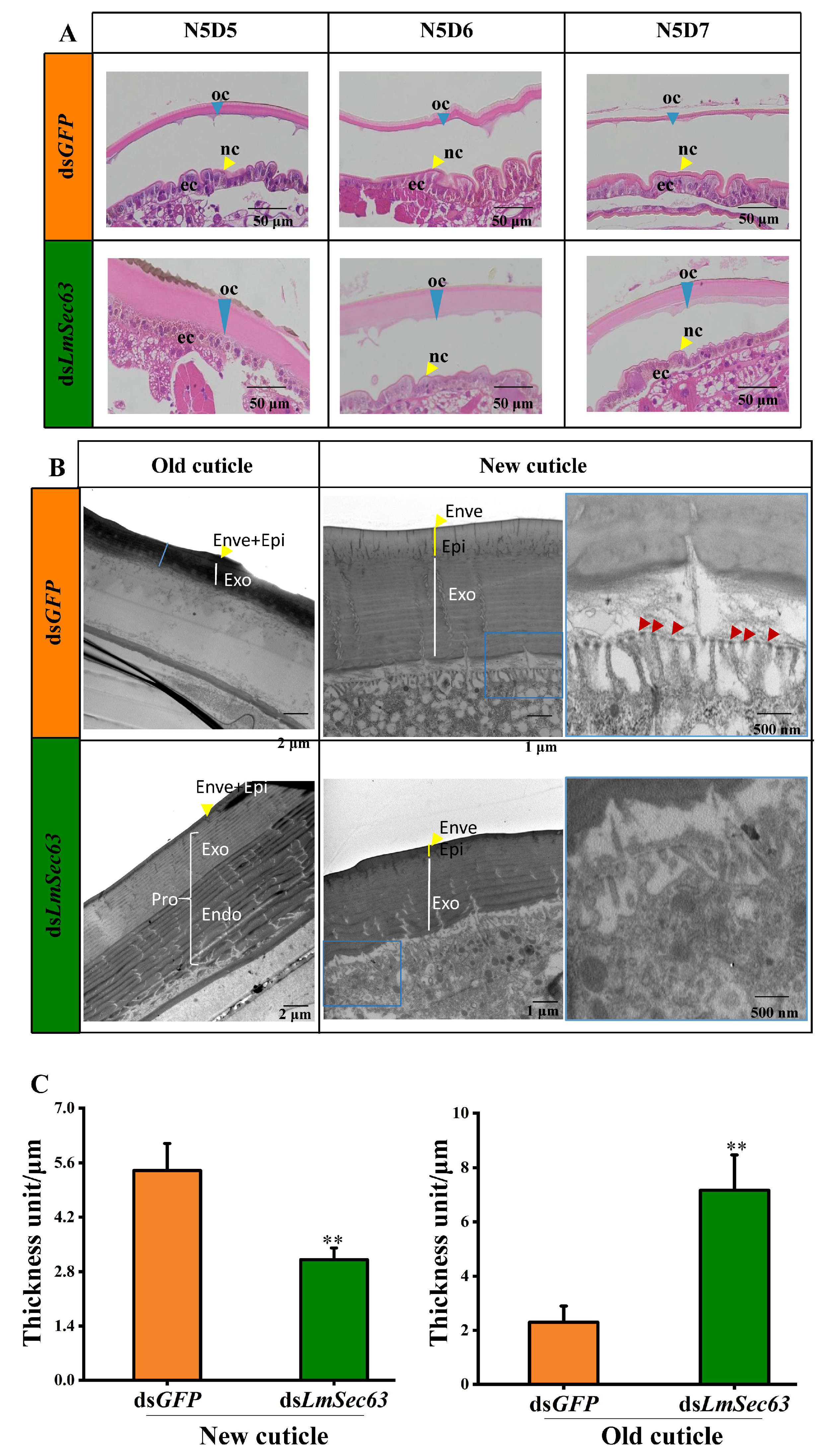 Insects 16 00550 g008