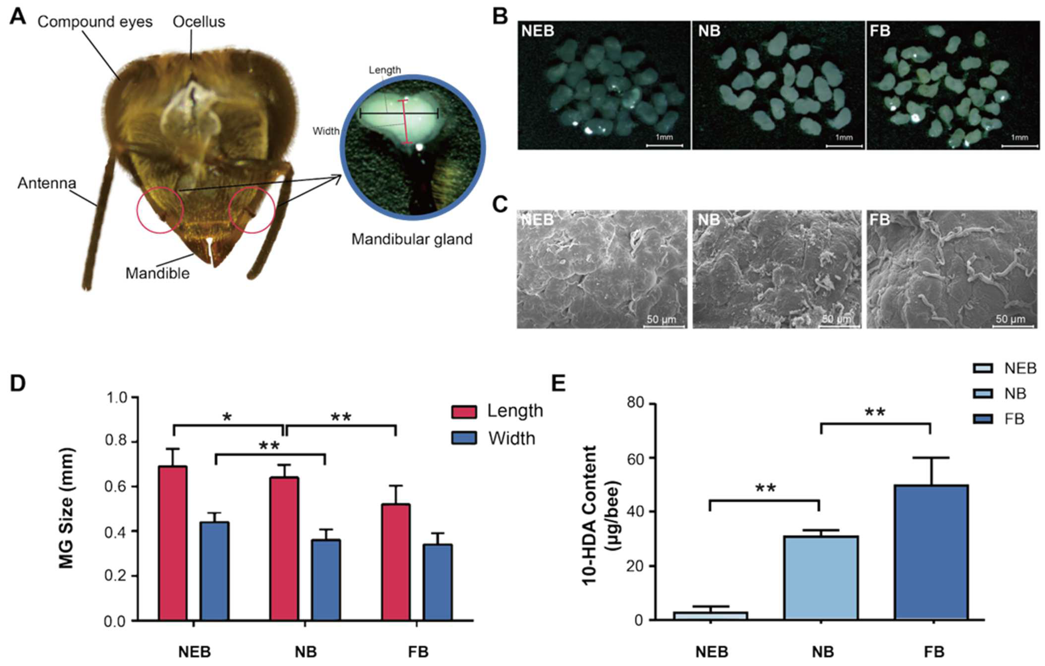 Insects 16 00563 g001