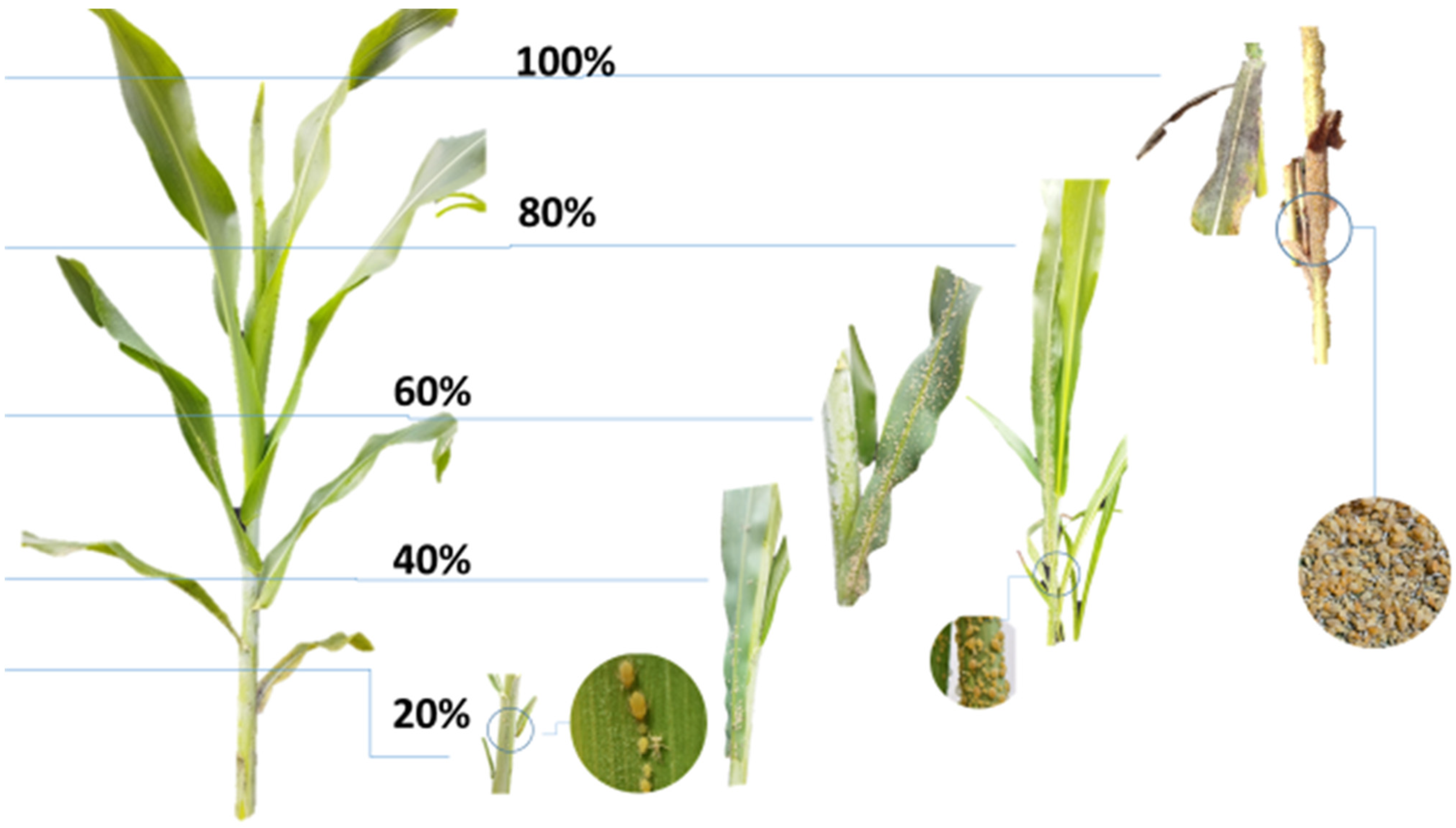 Insects 16 00566 g001