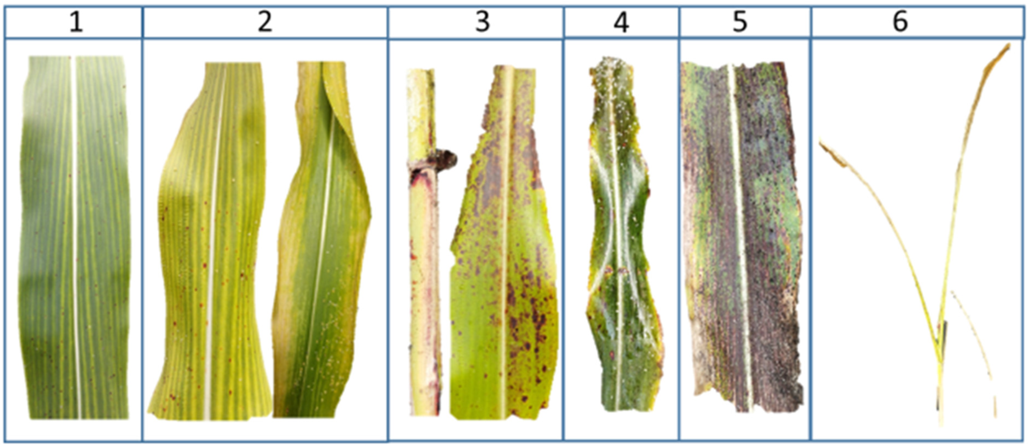 Insects 16 00566 g002