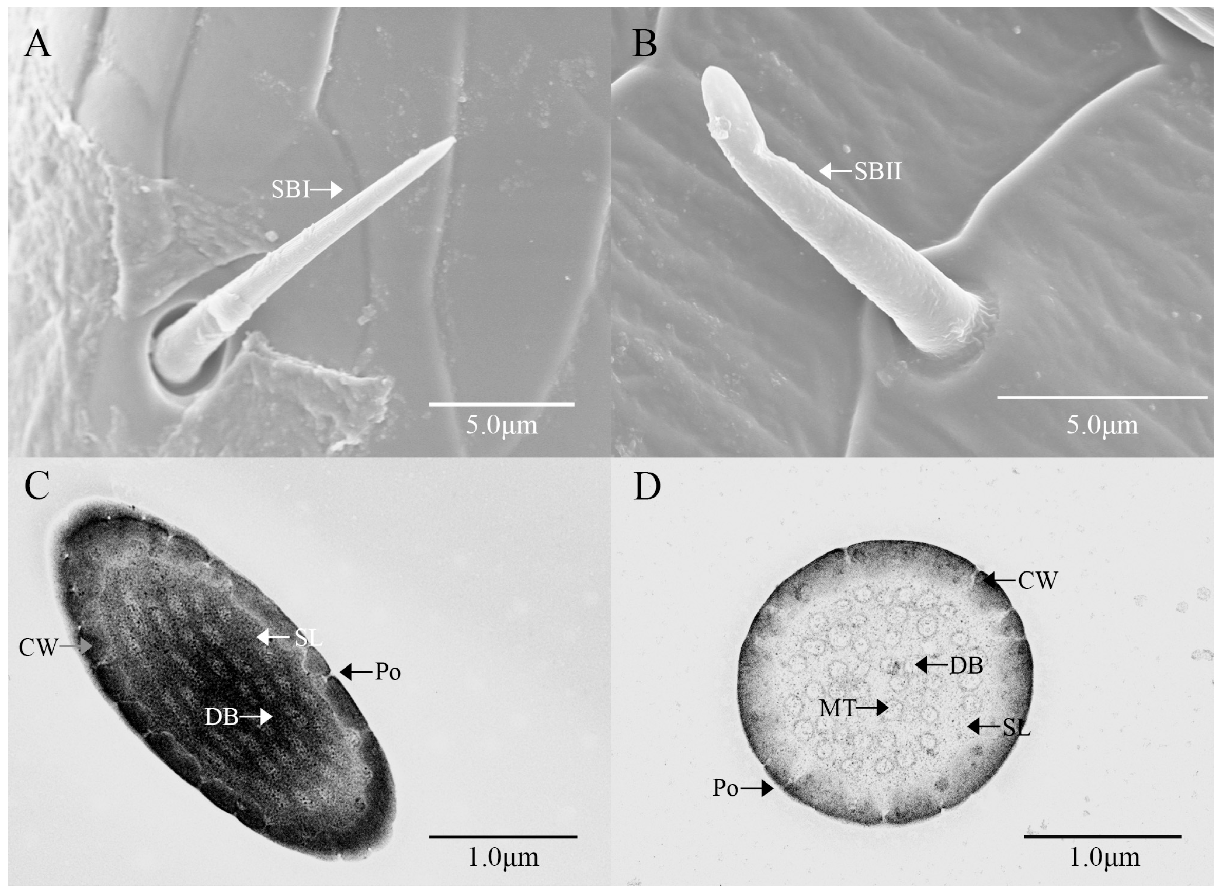 Insects 16 00573 g006