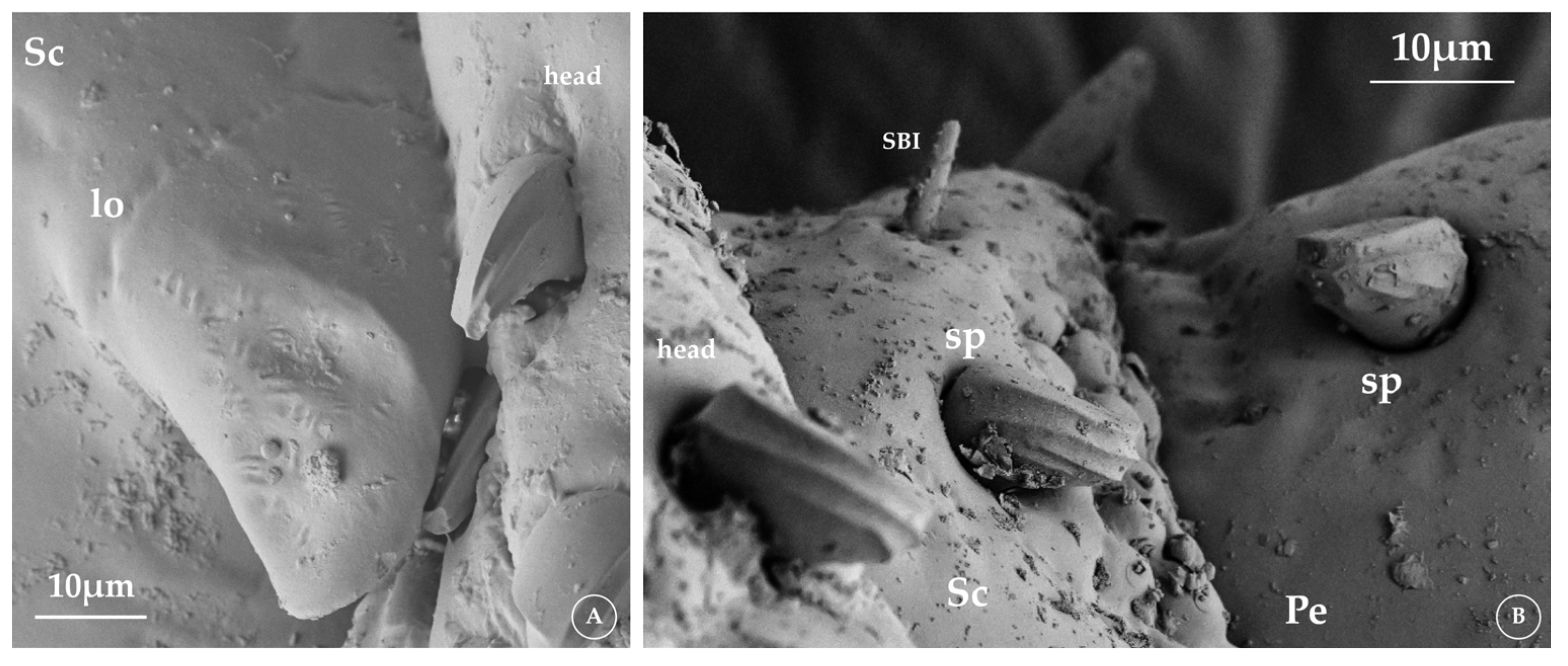 Insects 16 00574 g001