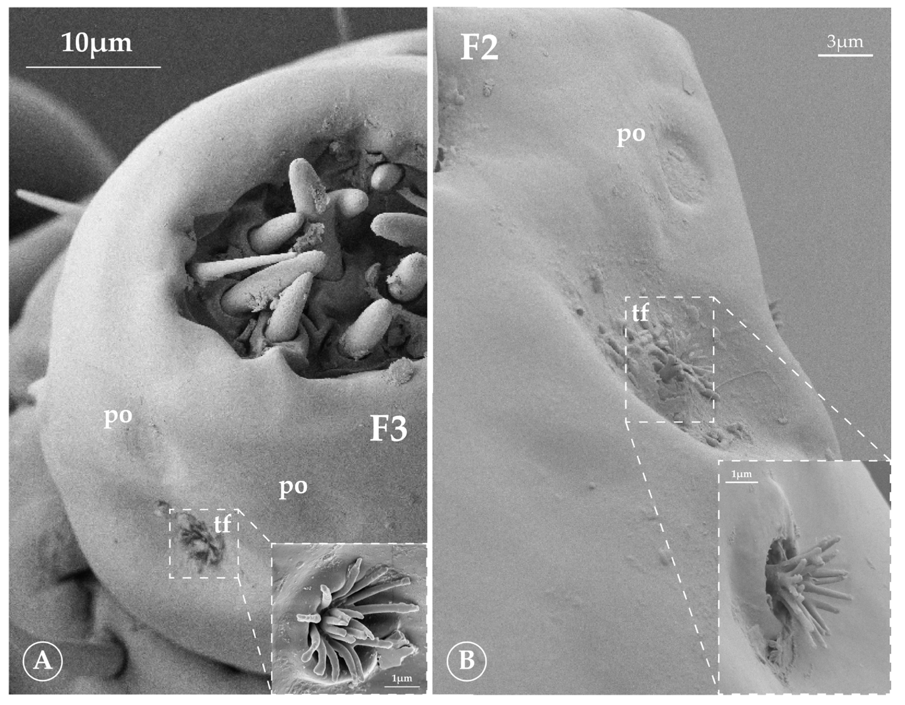 Insects 16 00574 g004