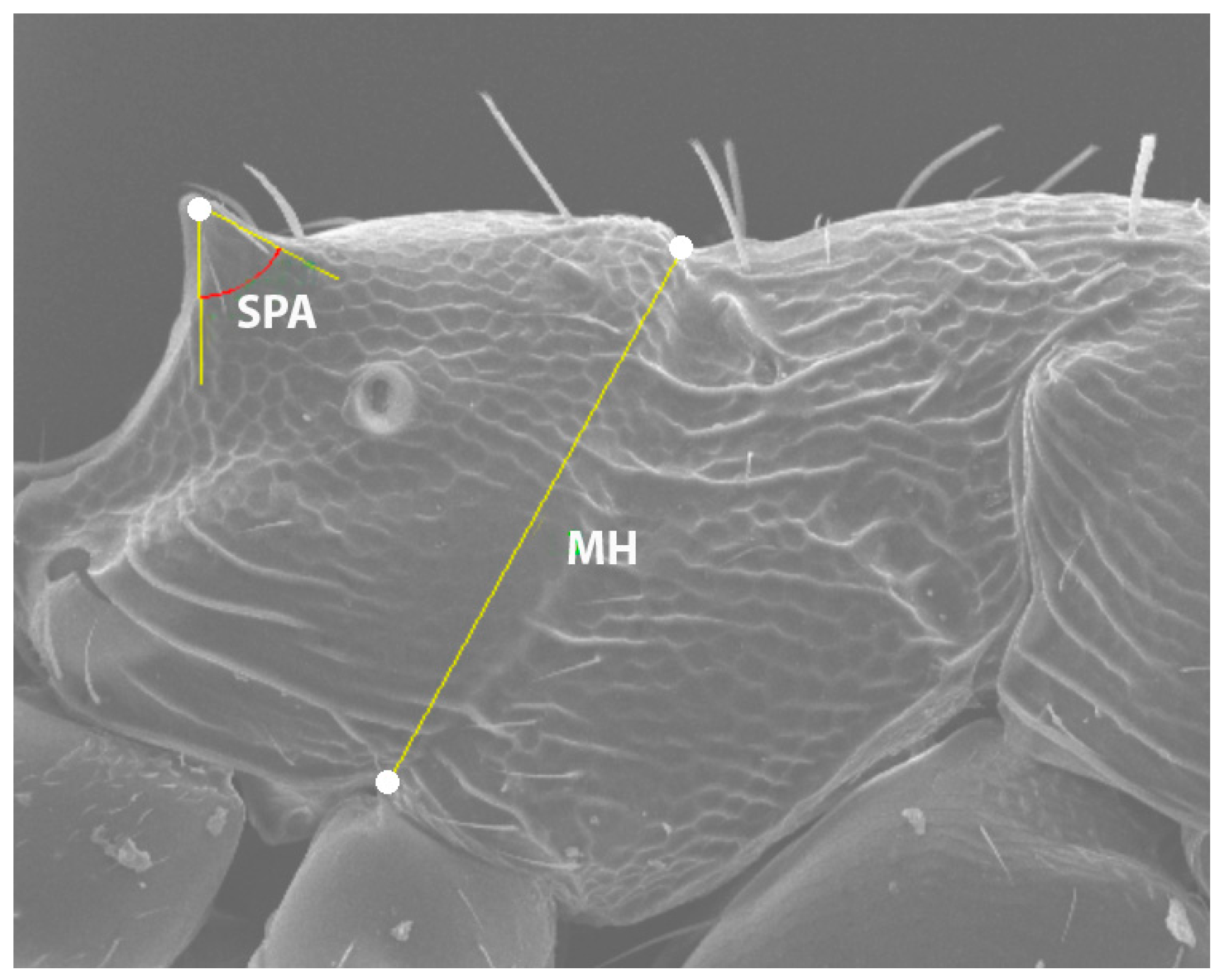 Insects 16 00581 g002