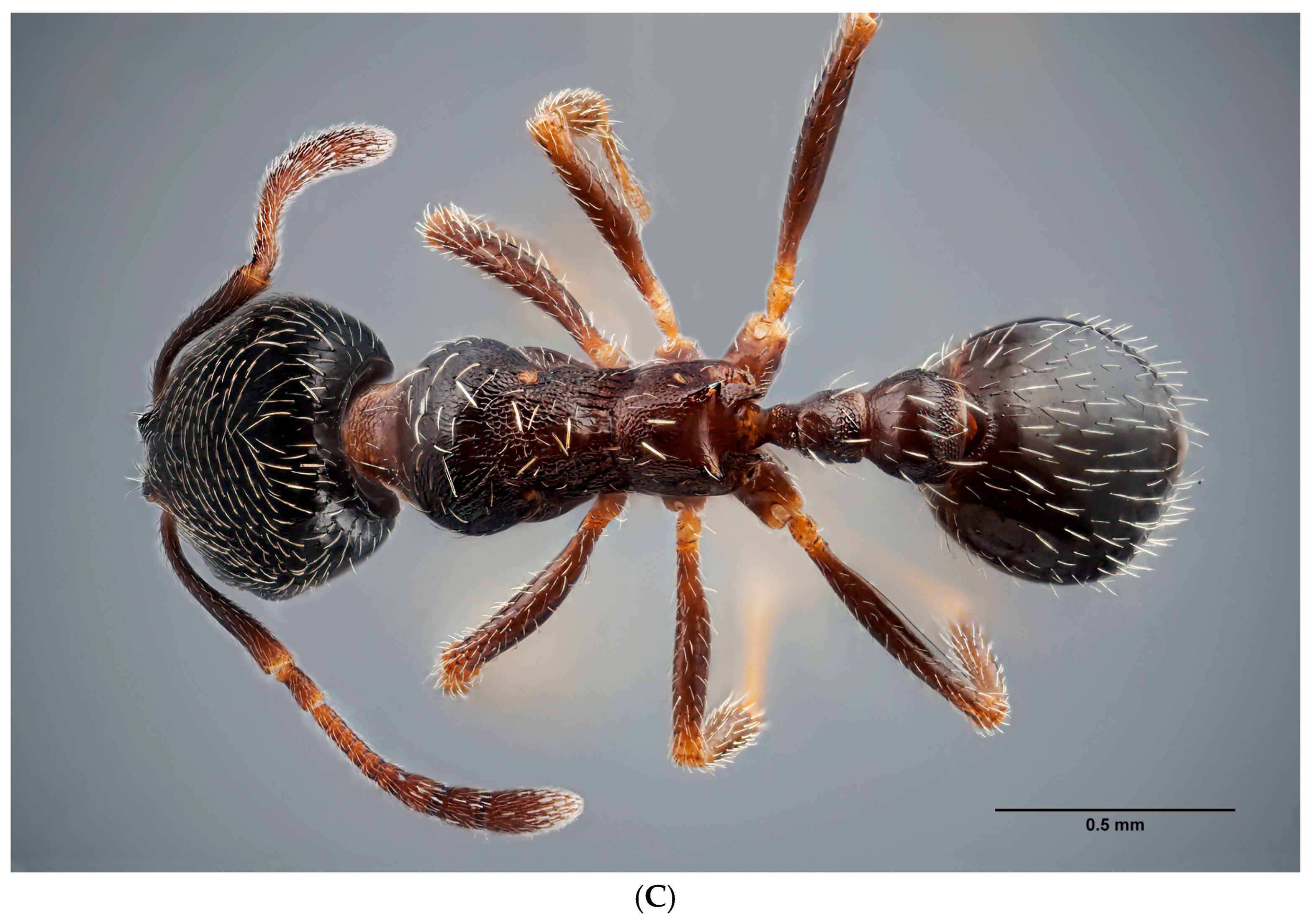 Insects 16 00581 g004b