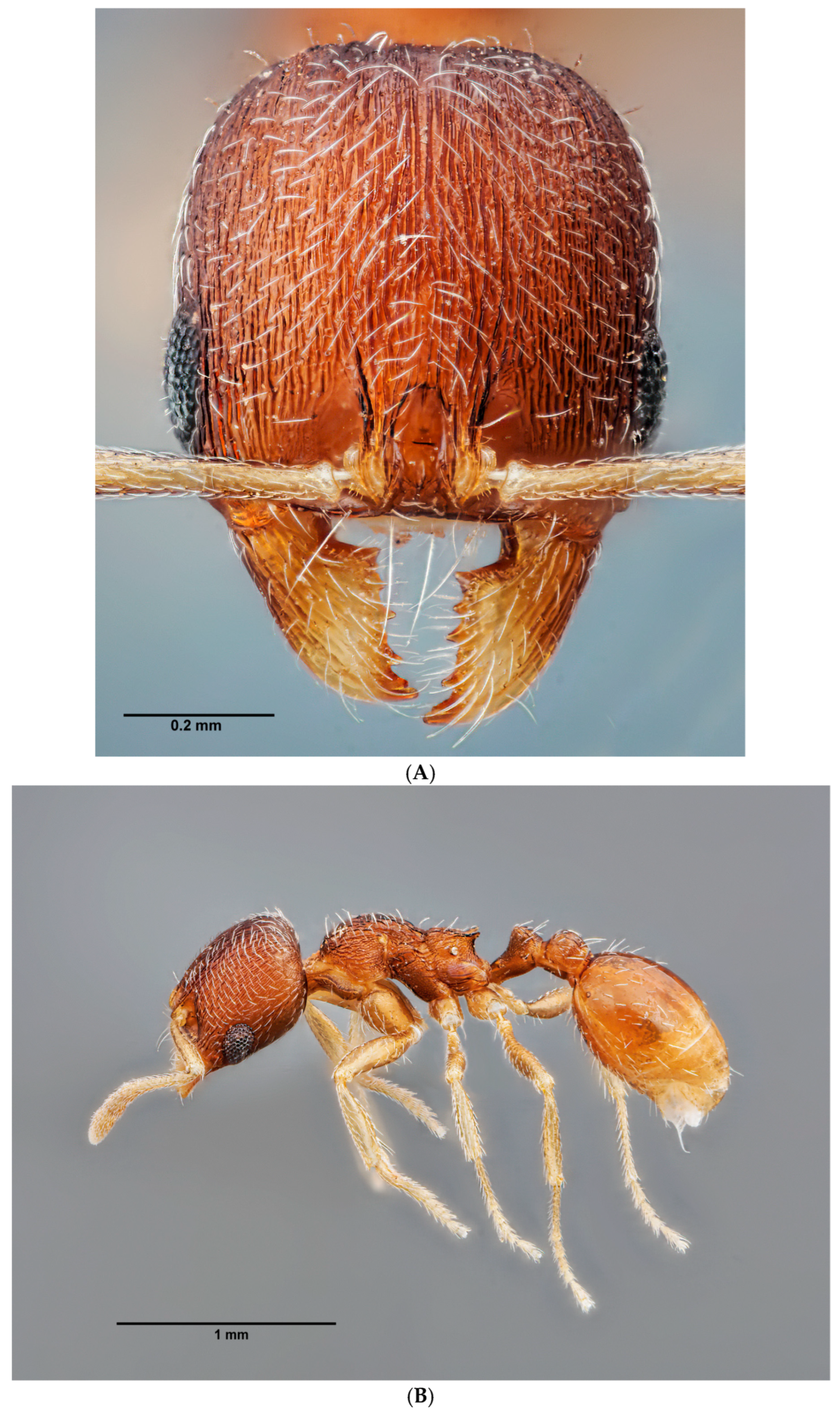 Insects 16 00581 g007a