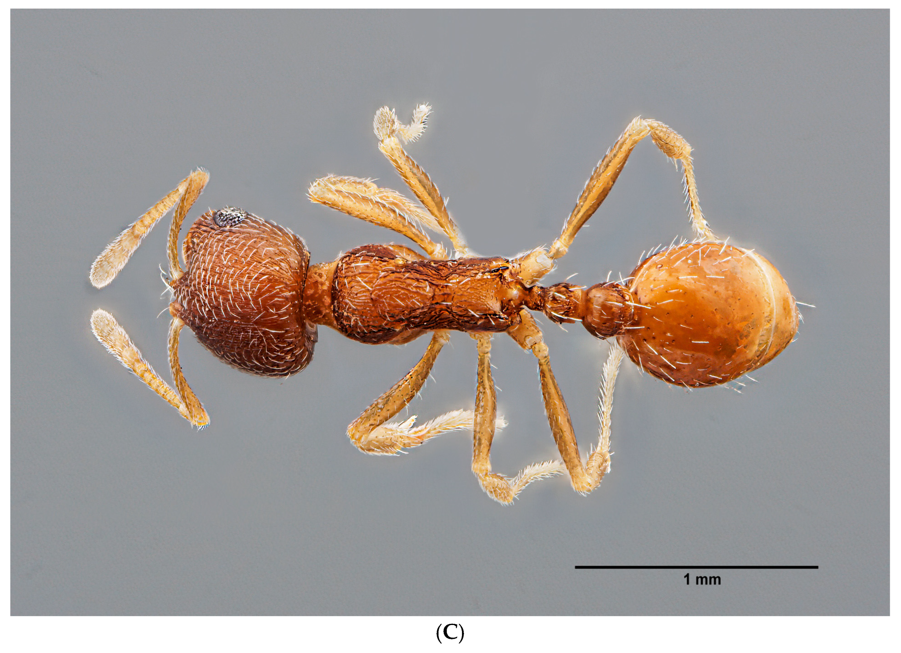 Insects 16 00581 g007b