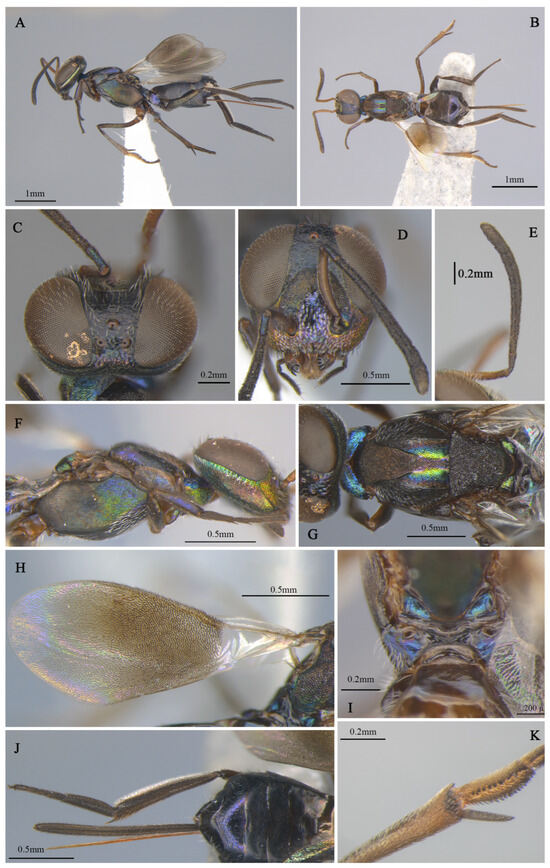 Insects 16 00597 g002