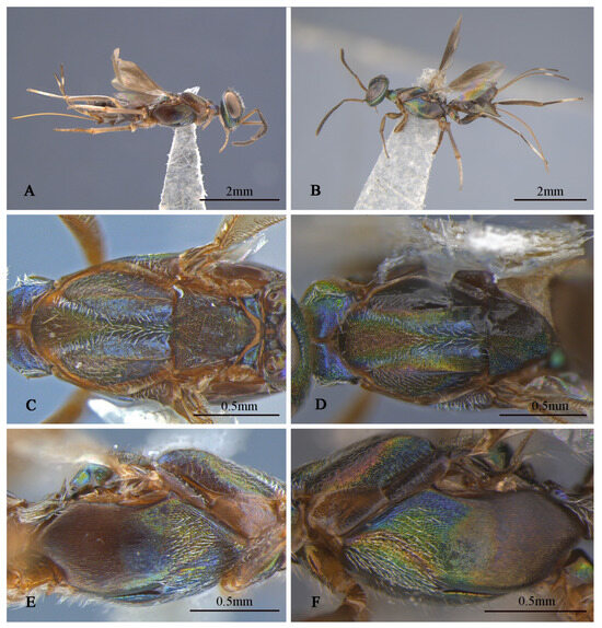 Insects 16 00597 g005