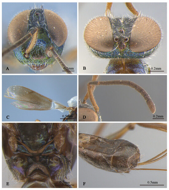 Insects 16 00597 g006