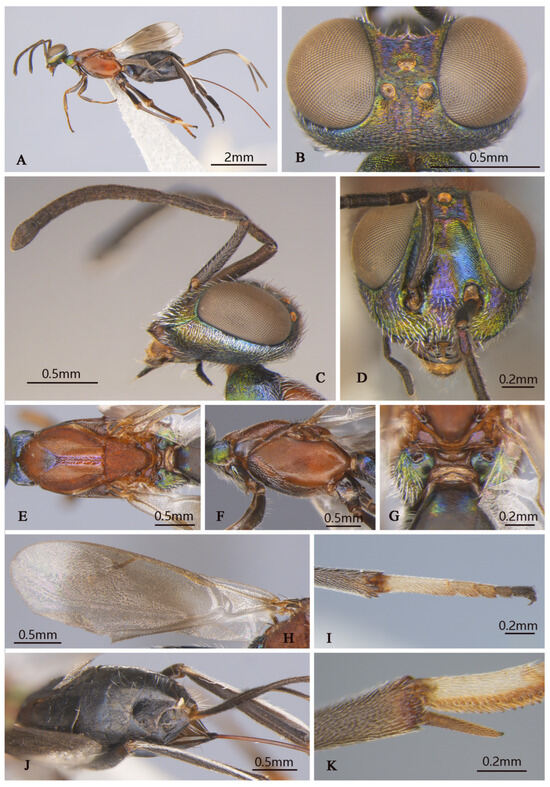 Insects 16 00597 g008