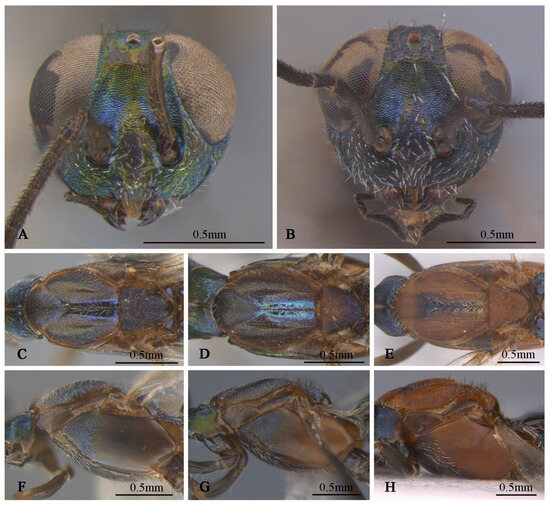 Insects 16 00597 g010