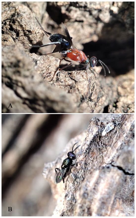 Insects 16 00597 g011