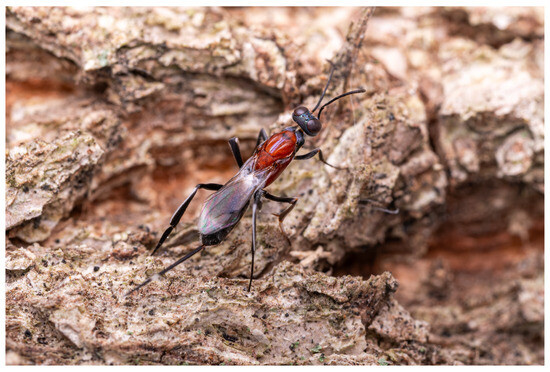 Insects 16 00597 g013