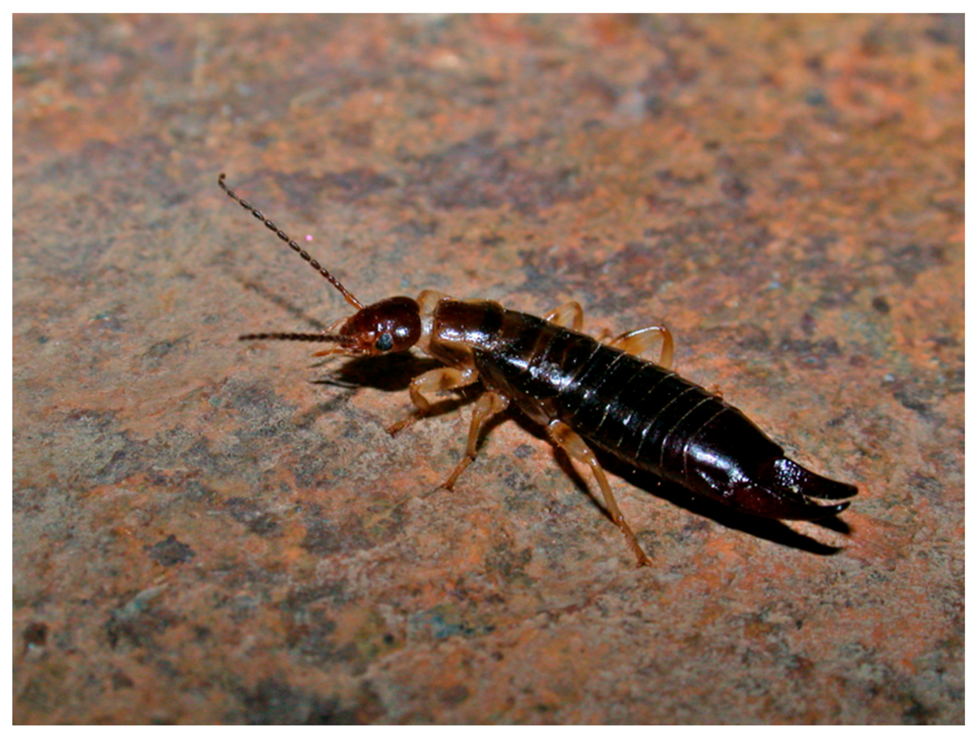 Insects 16 00606 g001