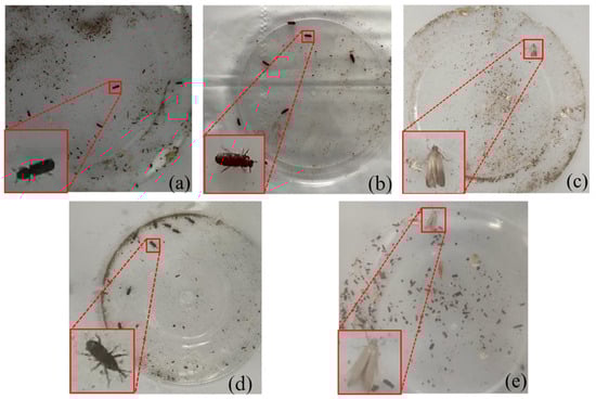 Insects 16 00610 g005