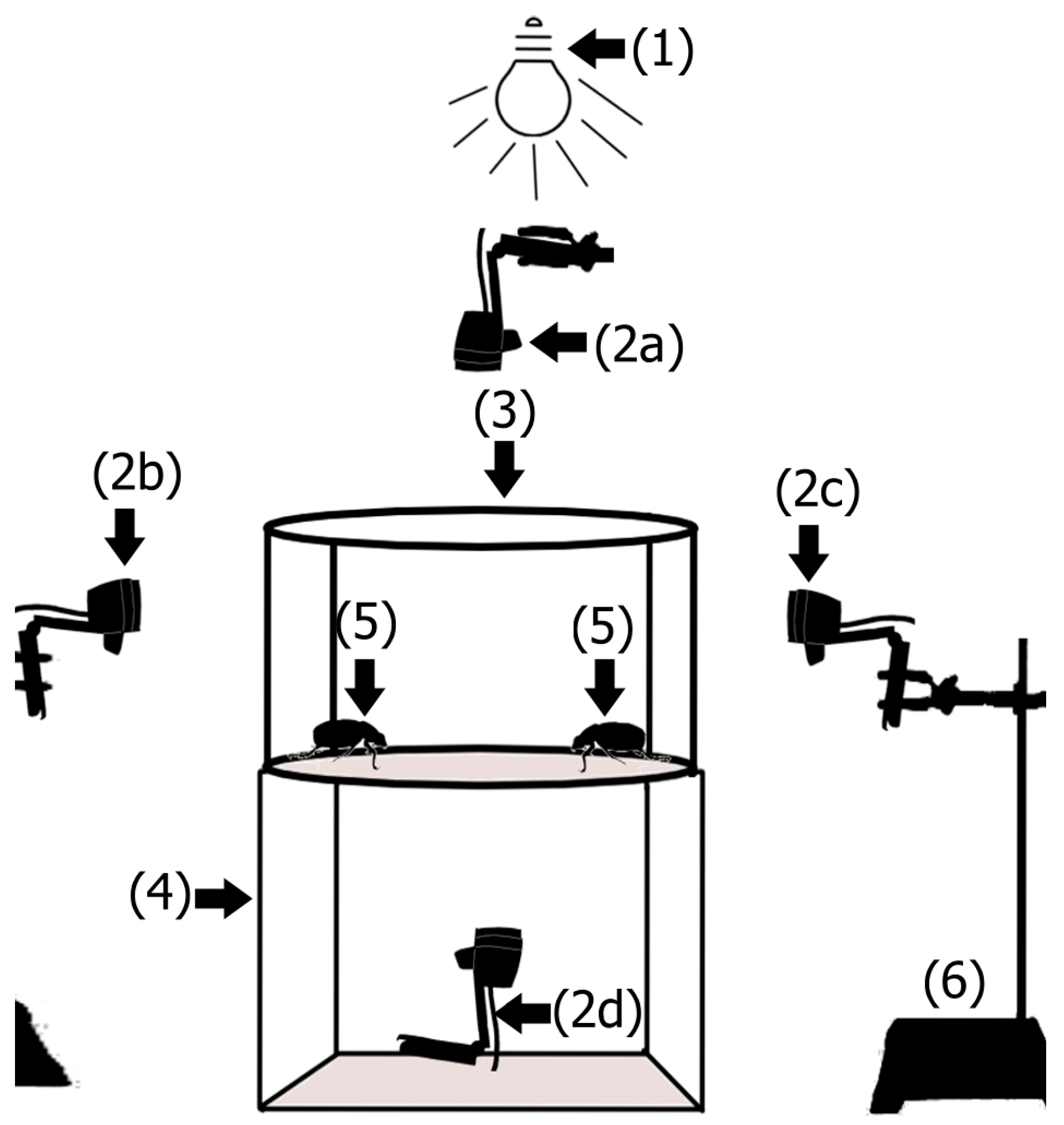 Insects 16 00613 g001 Insects 16 00613 g001