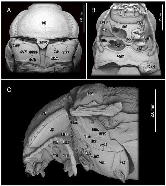 Insects 16 00618 g003