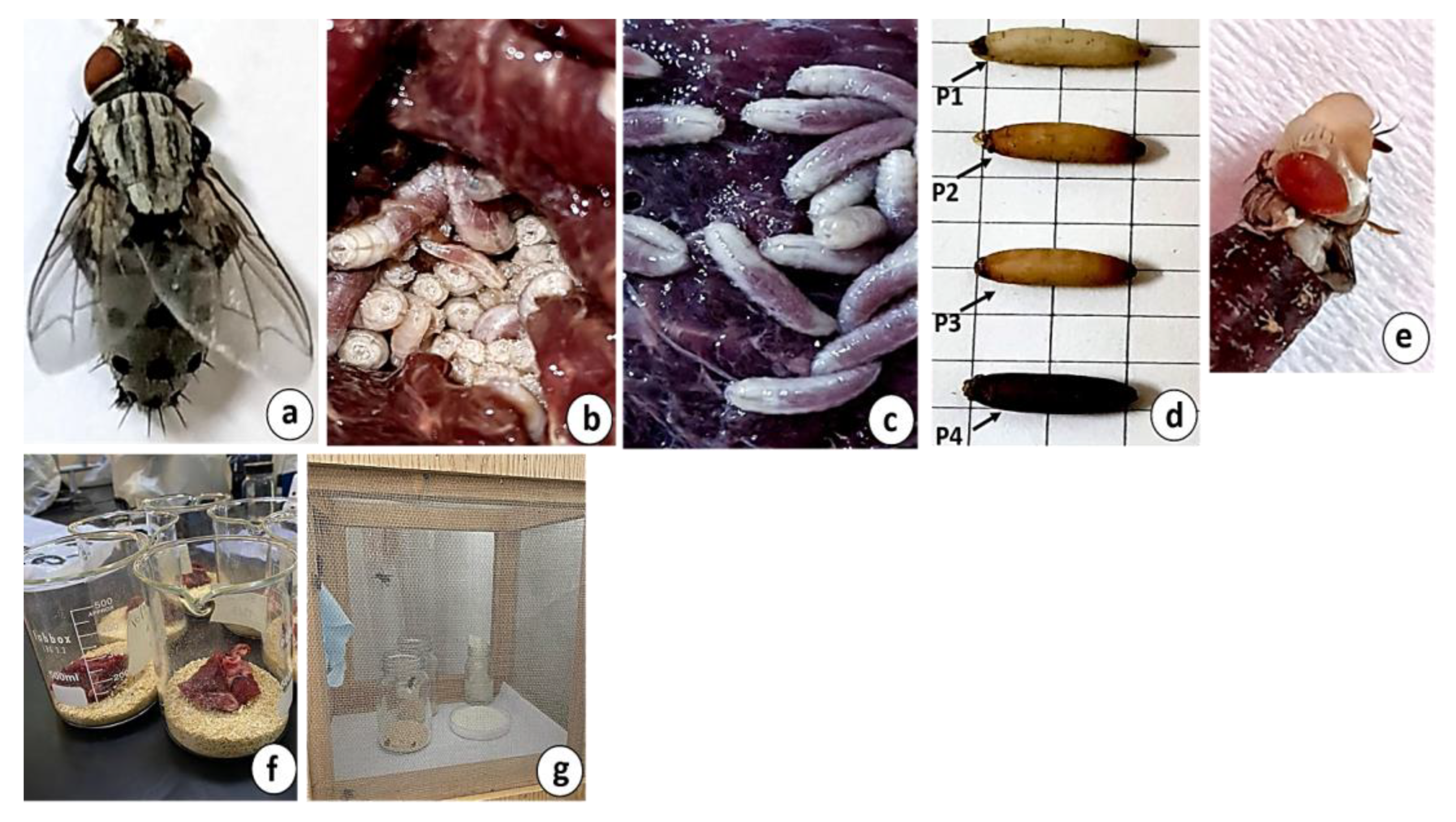 Insects 16 00628 g001