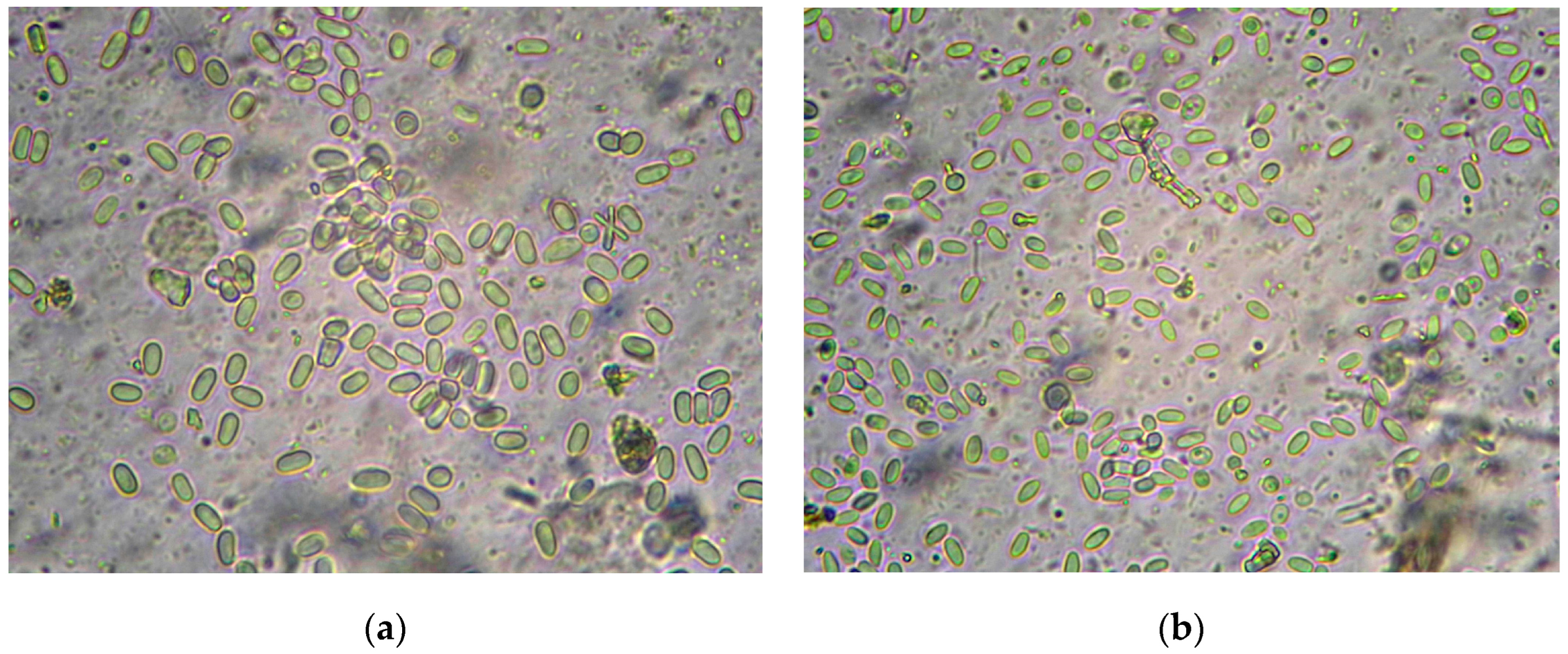 Insects 16 00641 g001