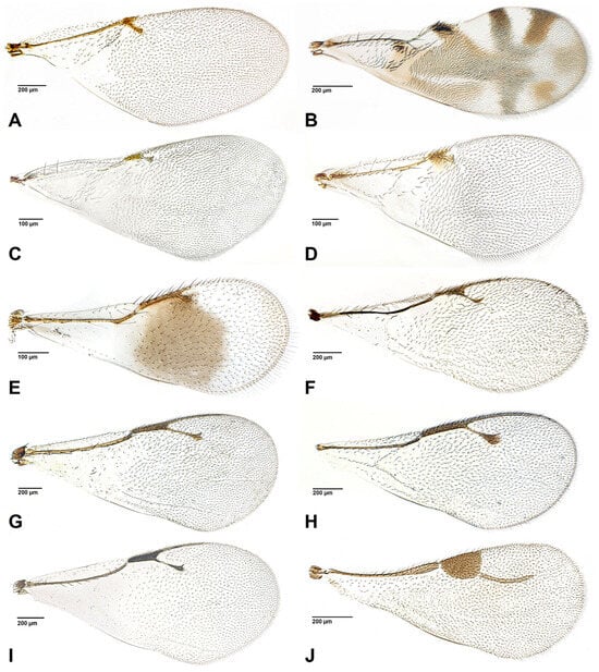 Insects 16 00648 g001