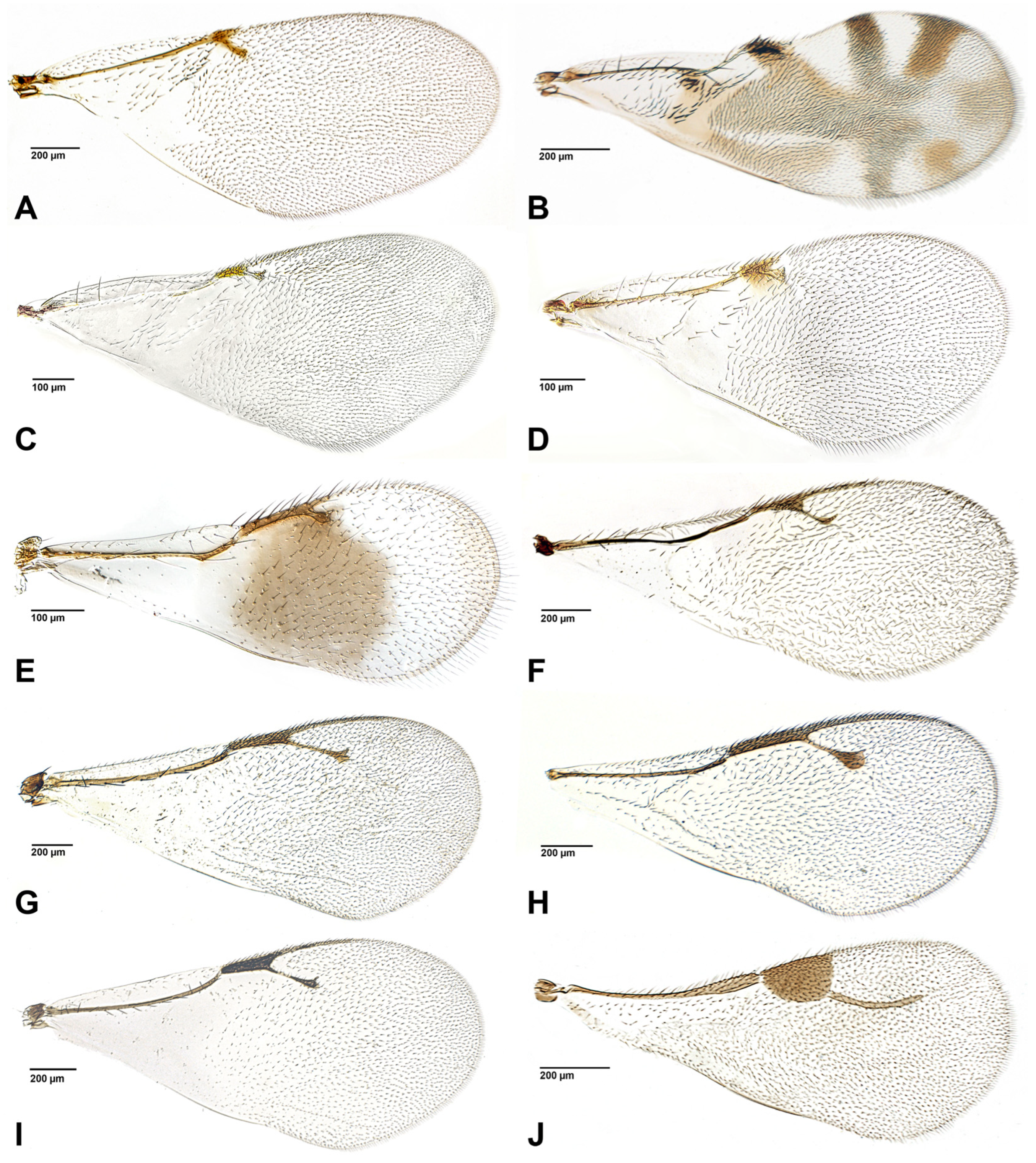 Insects 16 00648 g001