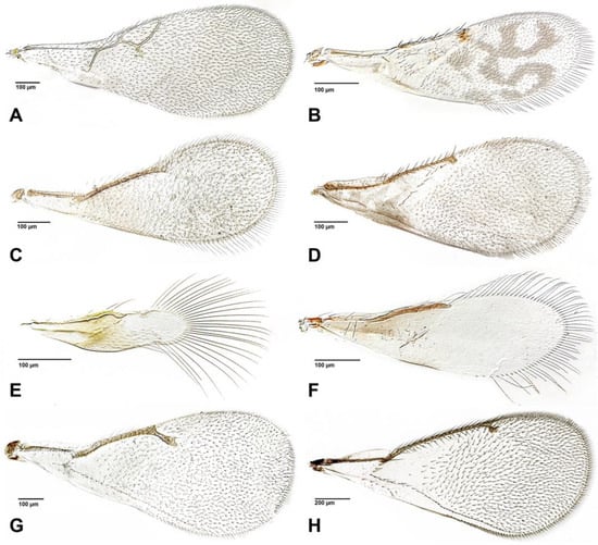 Insects 16 00648 g002