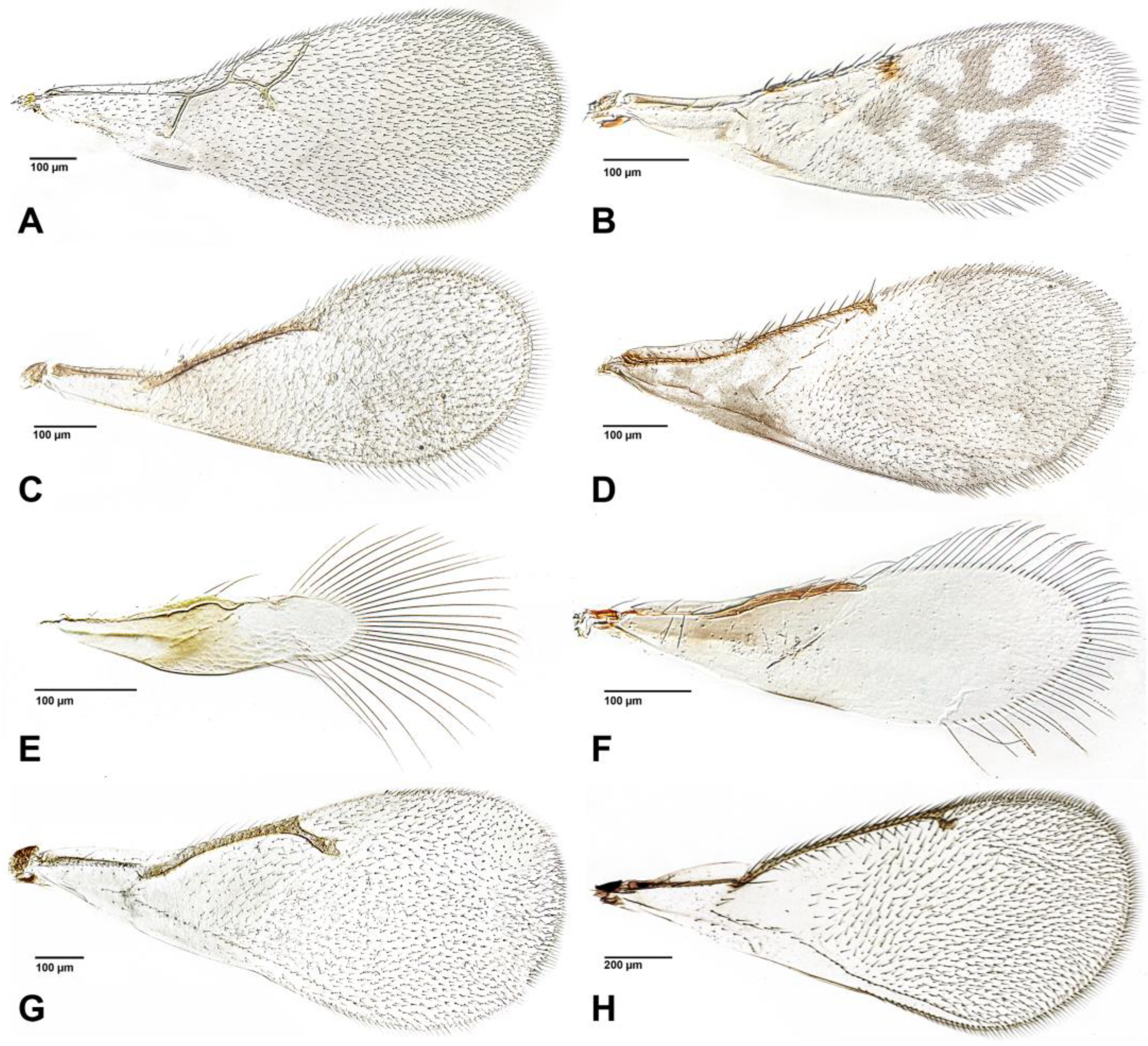 Insects 16 00648 g002