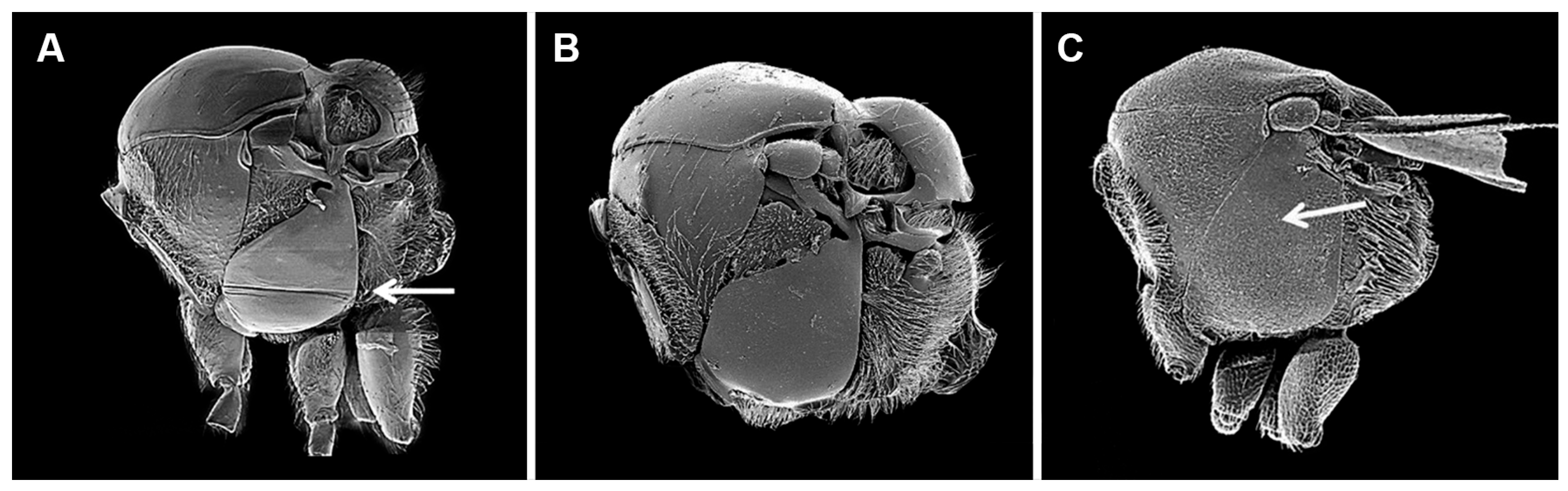 Insects 16 00648 g003
