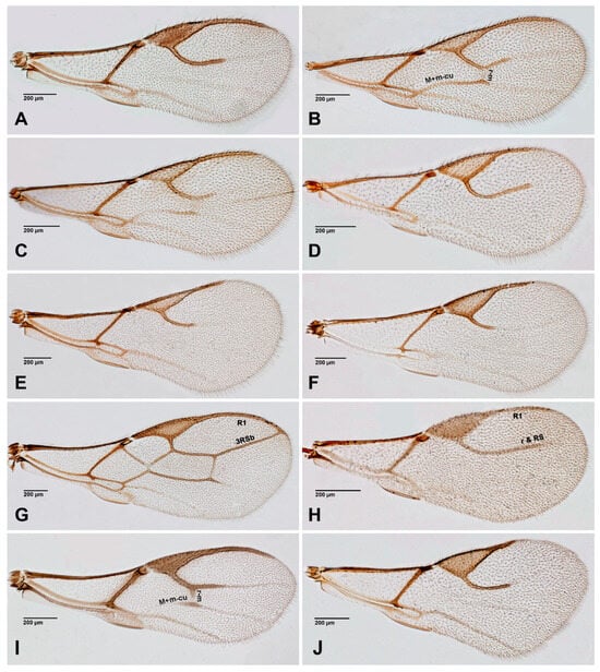 Insects 16 00648 g004