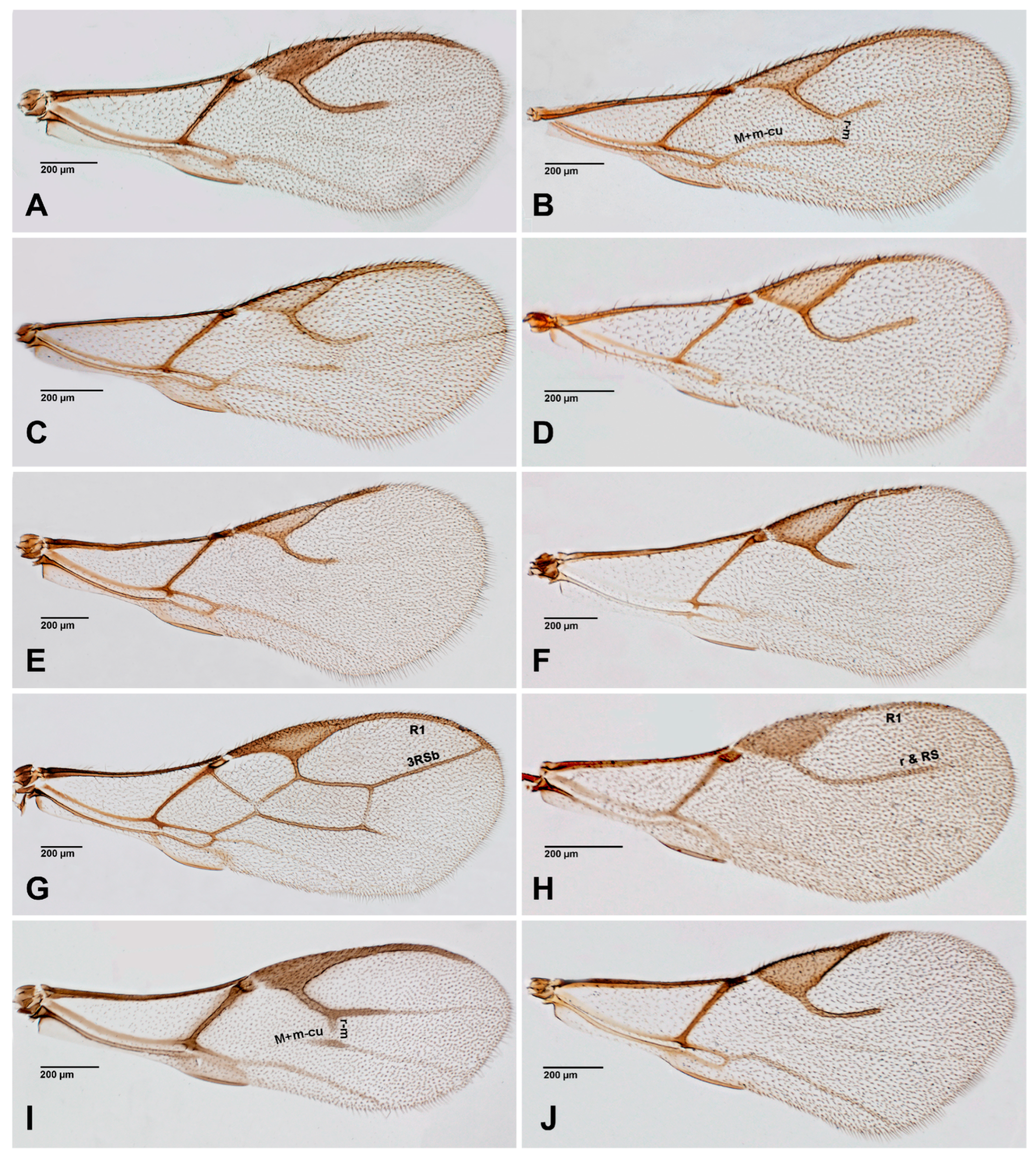 Insects 16 00648 g004