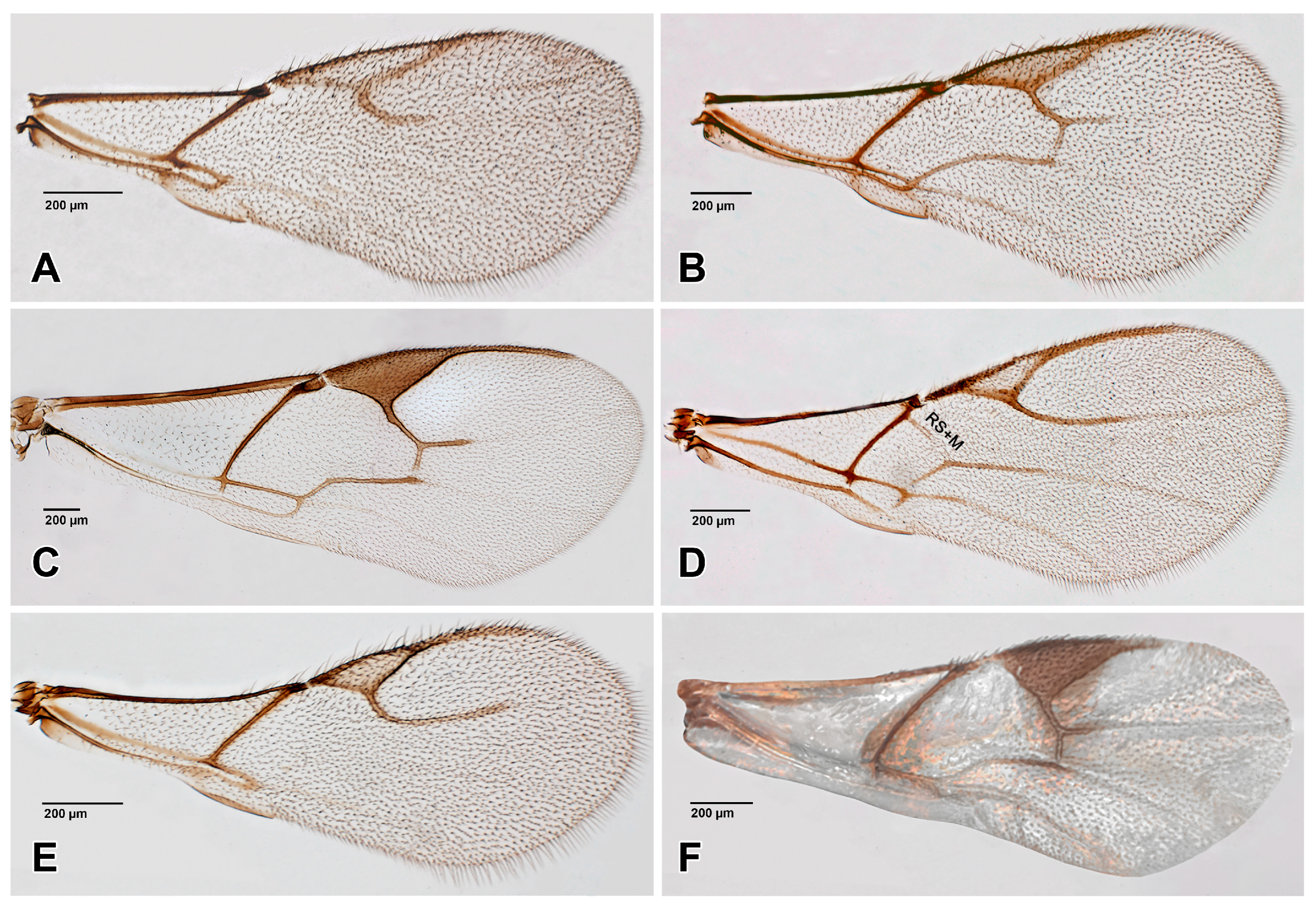 Insects 16 00648 g005