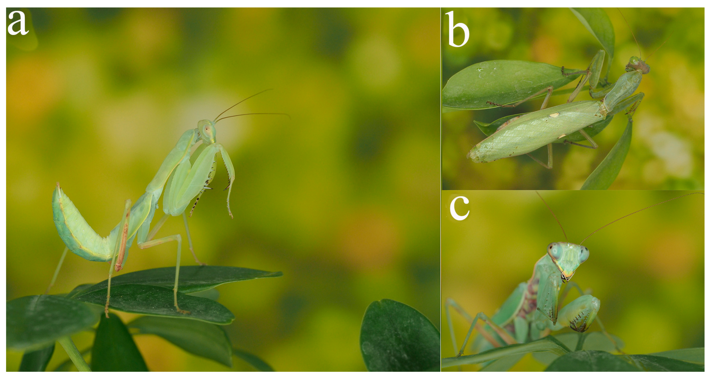 Insects 16 00655 g001